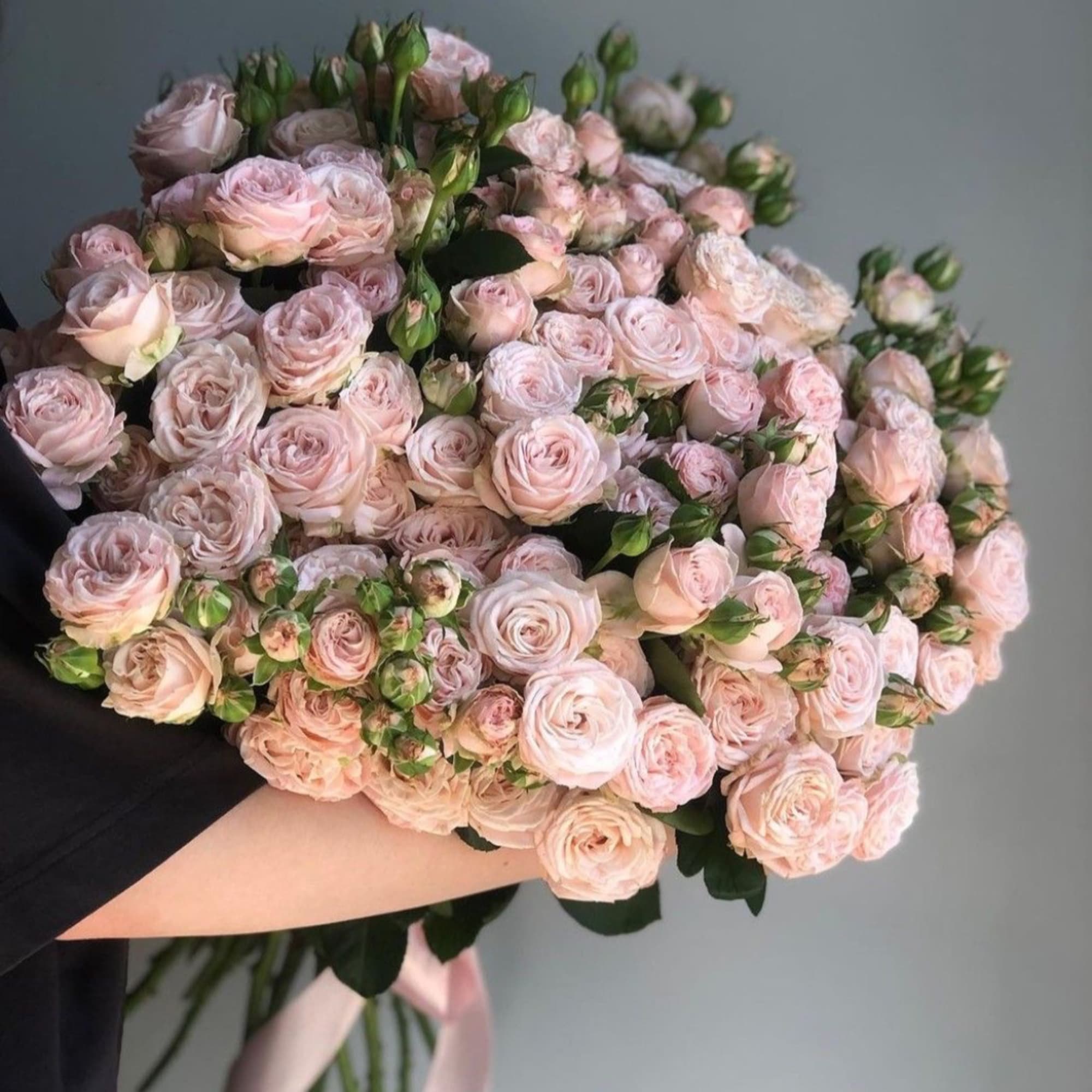 Bouquet of pale pink spray roses with a pink ribbon