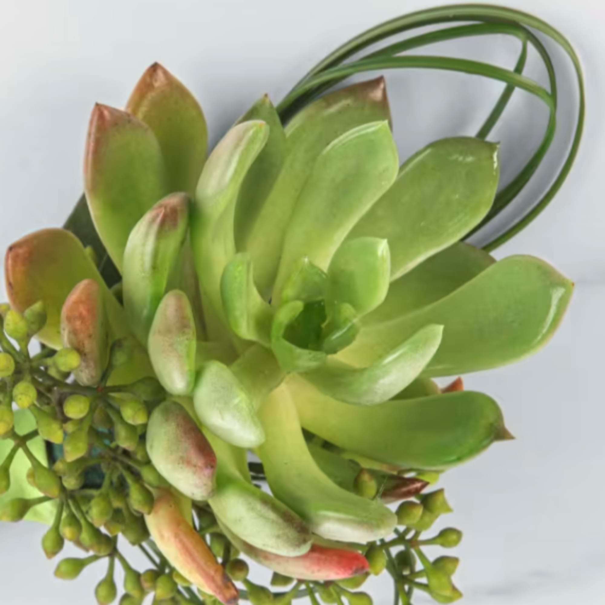 Green succulent arrangement with small buds on a white background