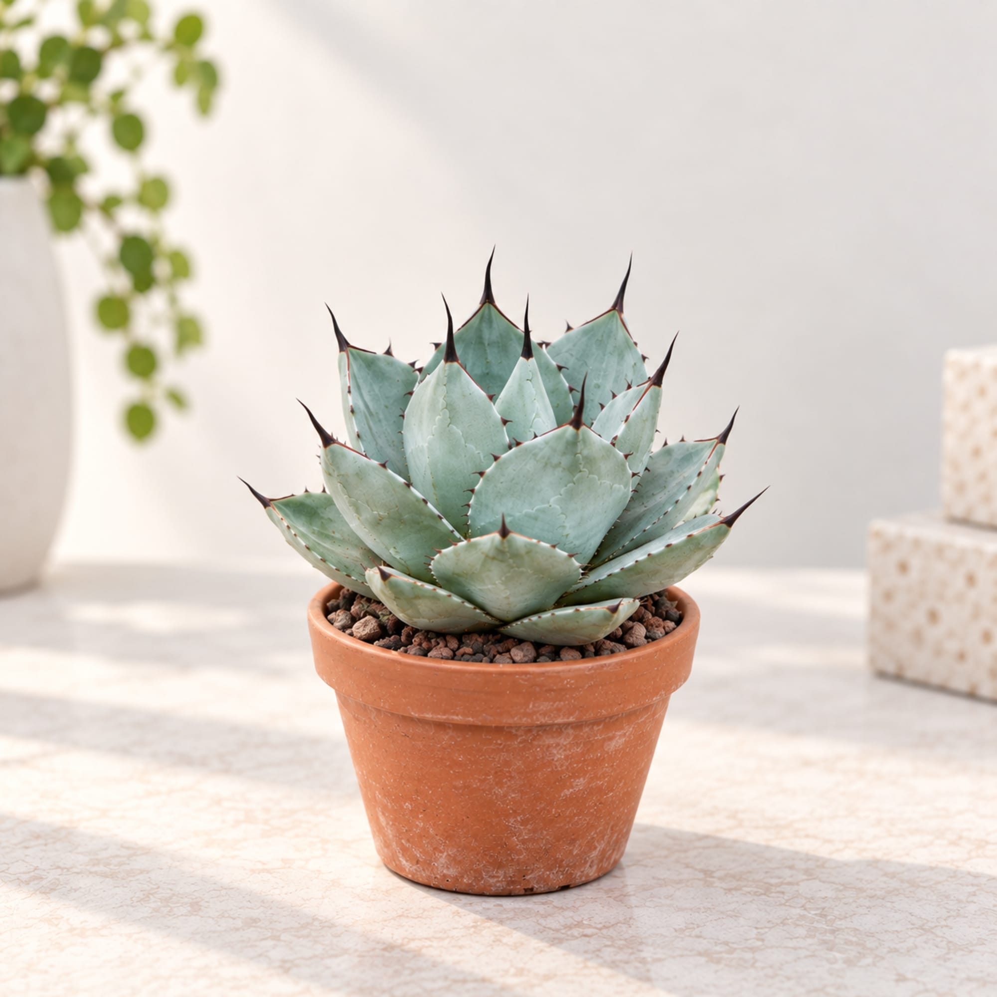 Potted succulent in a terracotta pot on a light surface