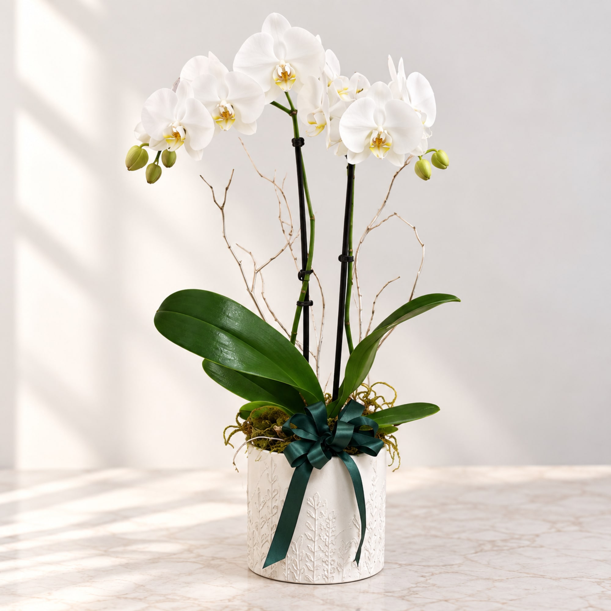 White orchid plant in a decorative pot with a dark ribbon bow