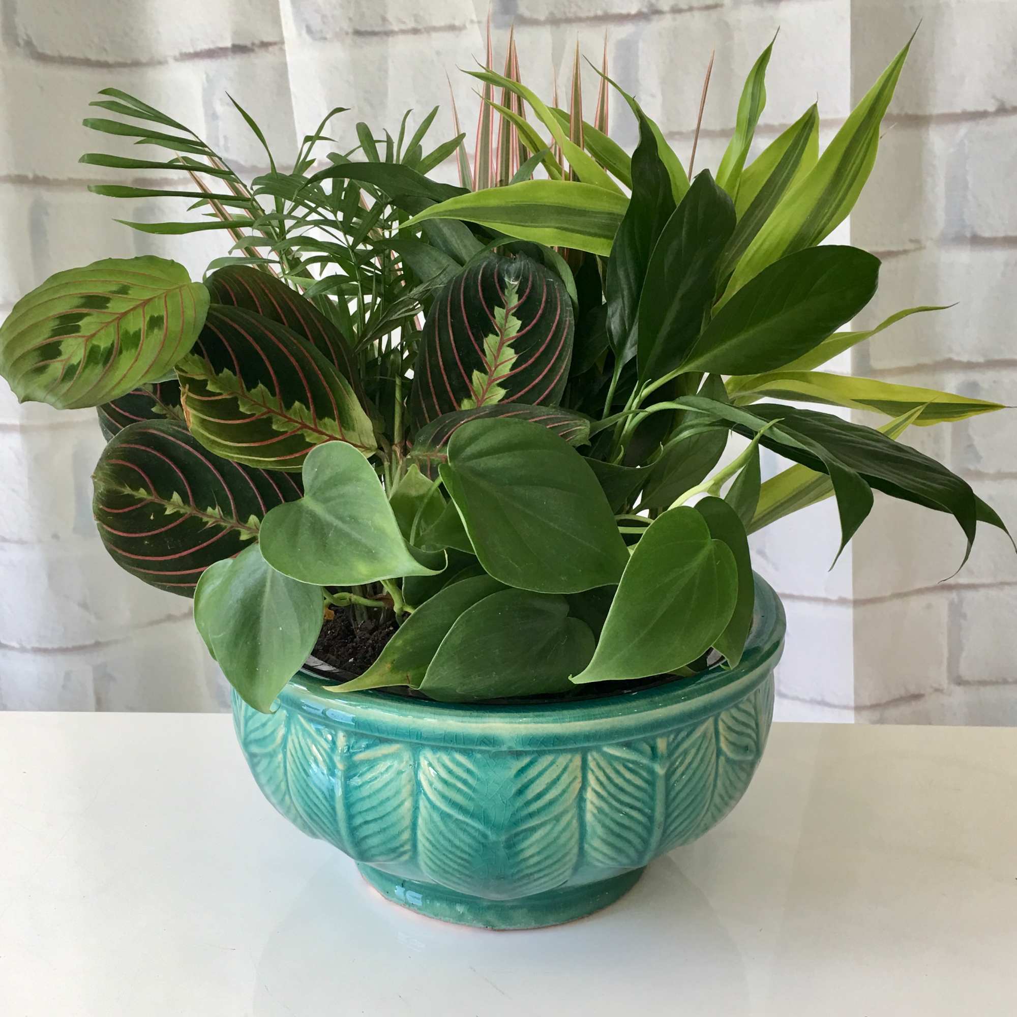 Mixed green houseplants in a turquoise ceramic bowl planter