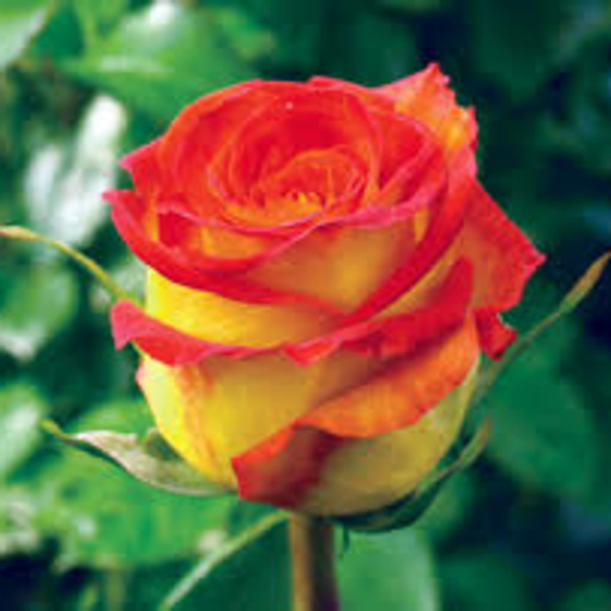 Designer&rsquo;s Choice of fresh seasonal blooms elegantly designed. 

Due to the current, photo 9 of 9