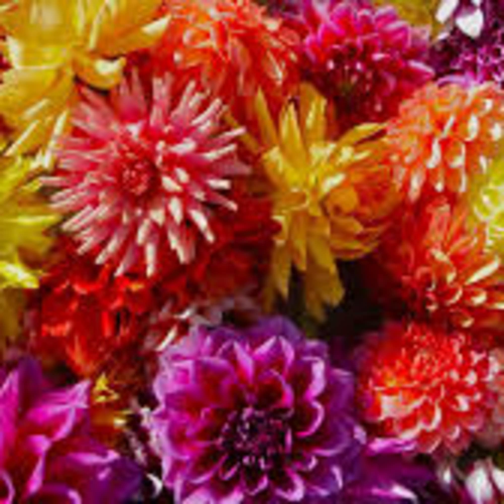 Designer&rsquo;s Choice of fresh seasonal blooms elegantly designed. 

Due to the current, photo 8 of 9