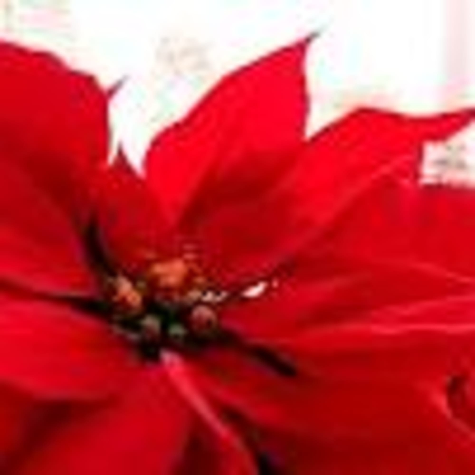 Designer&rsquo;s Choice of fresh seasonal blooms elegantly designed.

Due to the current situation, photo 5 of 8