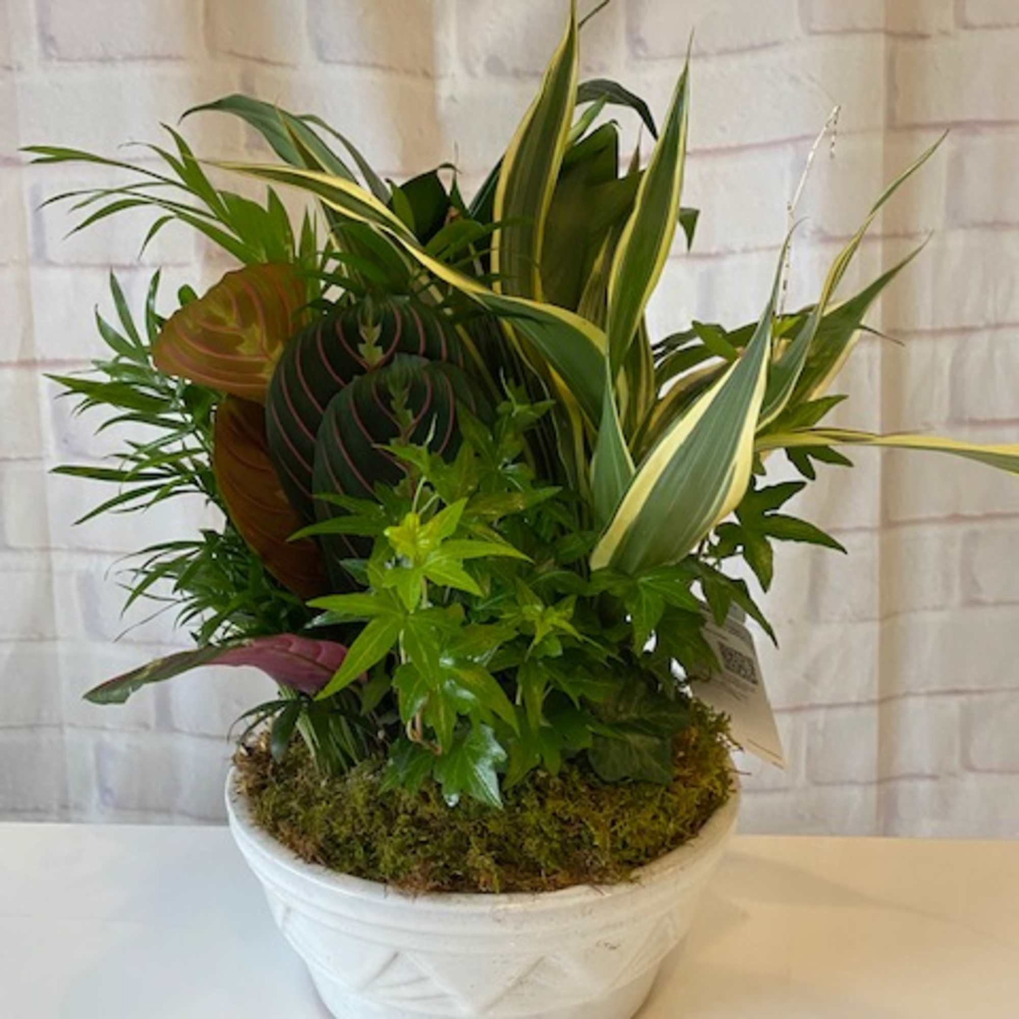 Mixed potted tropical plants in a white ceramic bowl