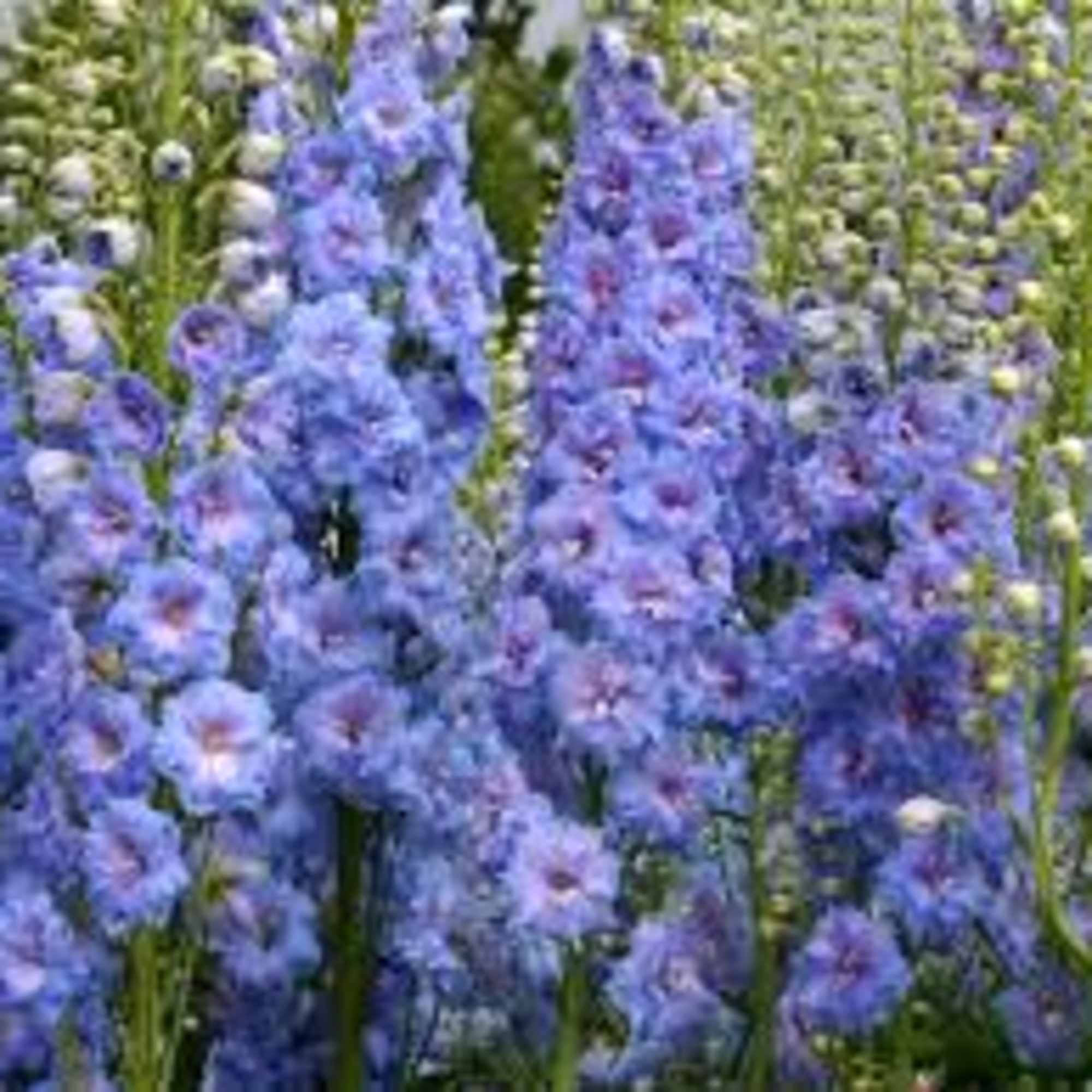 Designer&rsquo;s Choice of fresh seasonal blooms elegantly designed. 

Due to the current, photo 9 of 9
