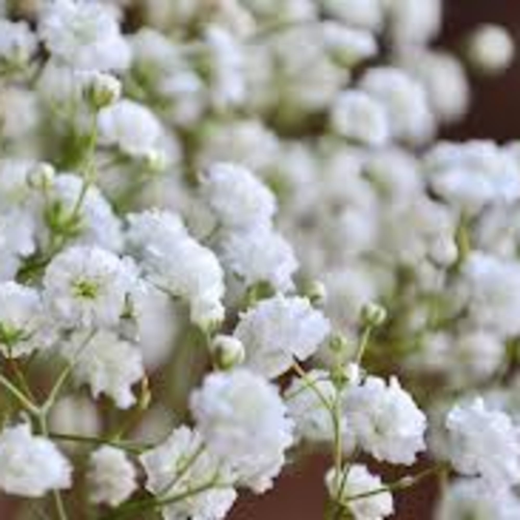 Designer&rsquo;s Choice of fresh seasonal blooms elegantly designed.

Due to the current situation, photo 6 of 8