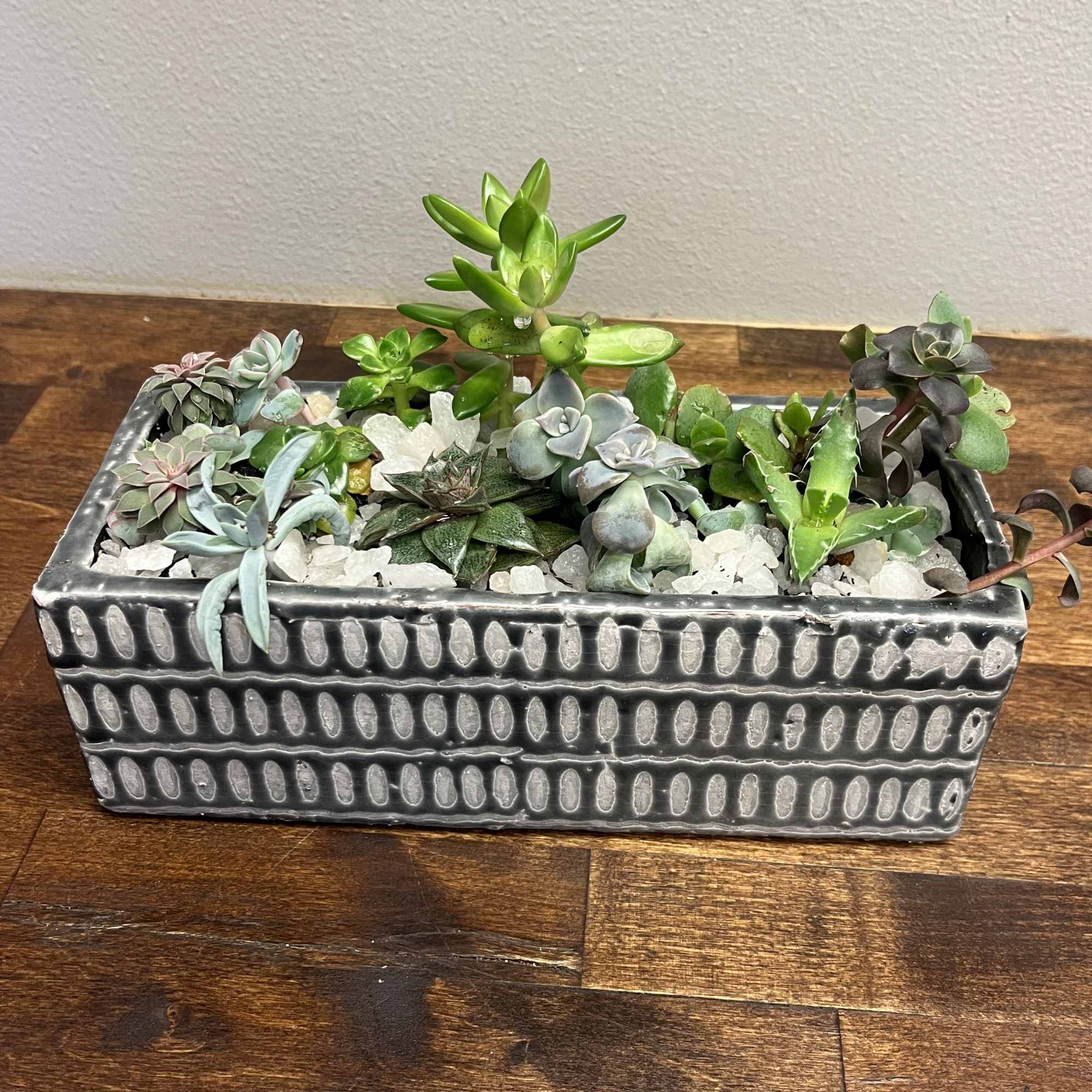 Rectangular planter filled with assorted succulents and white stones