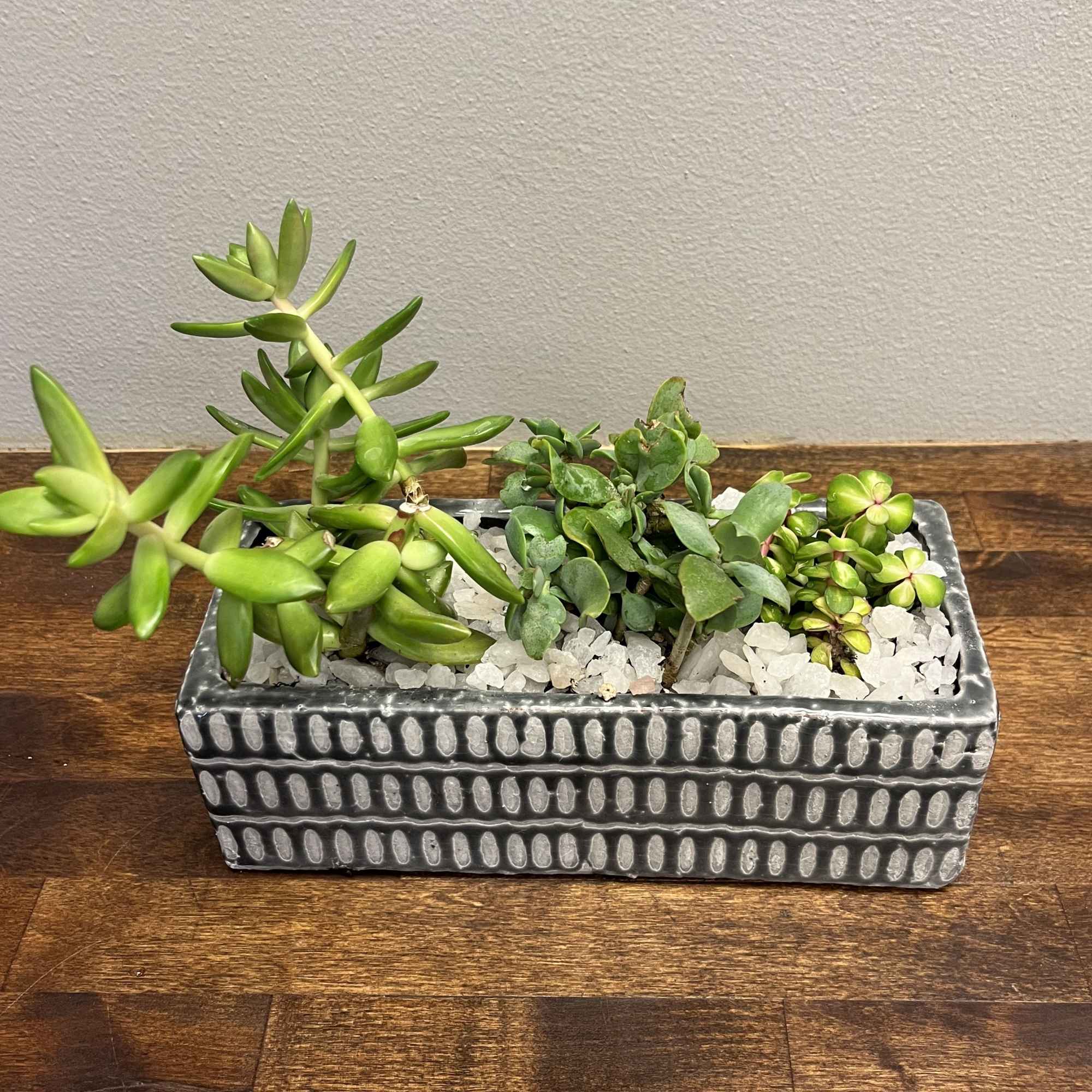 Rectangular planter with assorted succulents and white stones