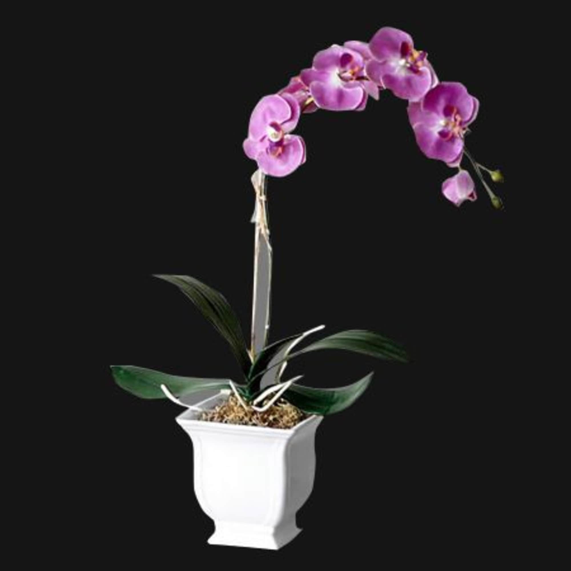 Pink orchid plant in a white decorative pot