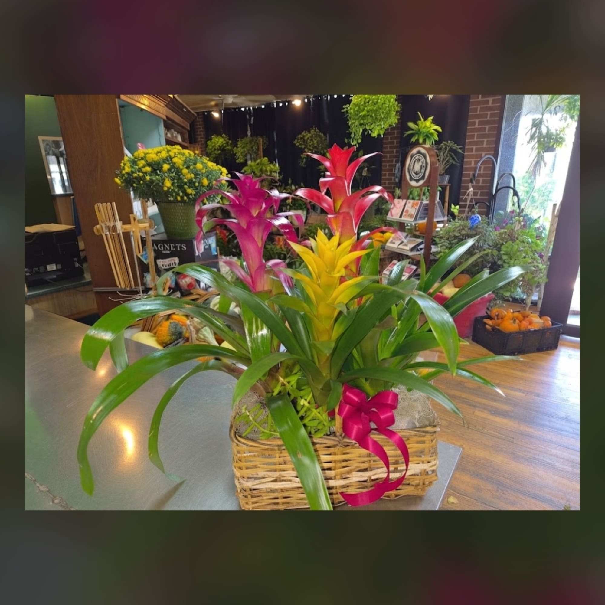 Colorful bromeliad plants in a wicker basket with a pink ribbon