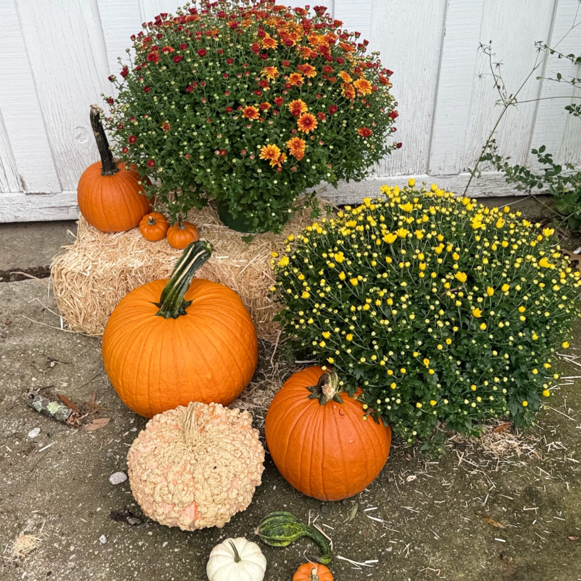 Potted mums with pumpkins and hay bales in an autumn display