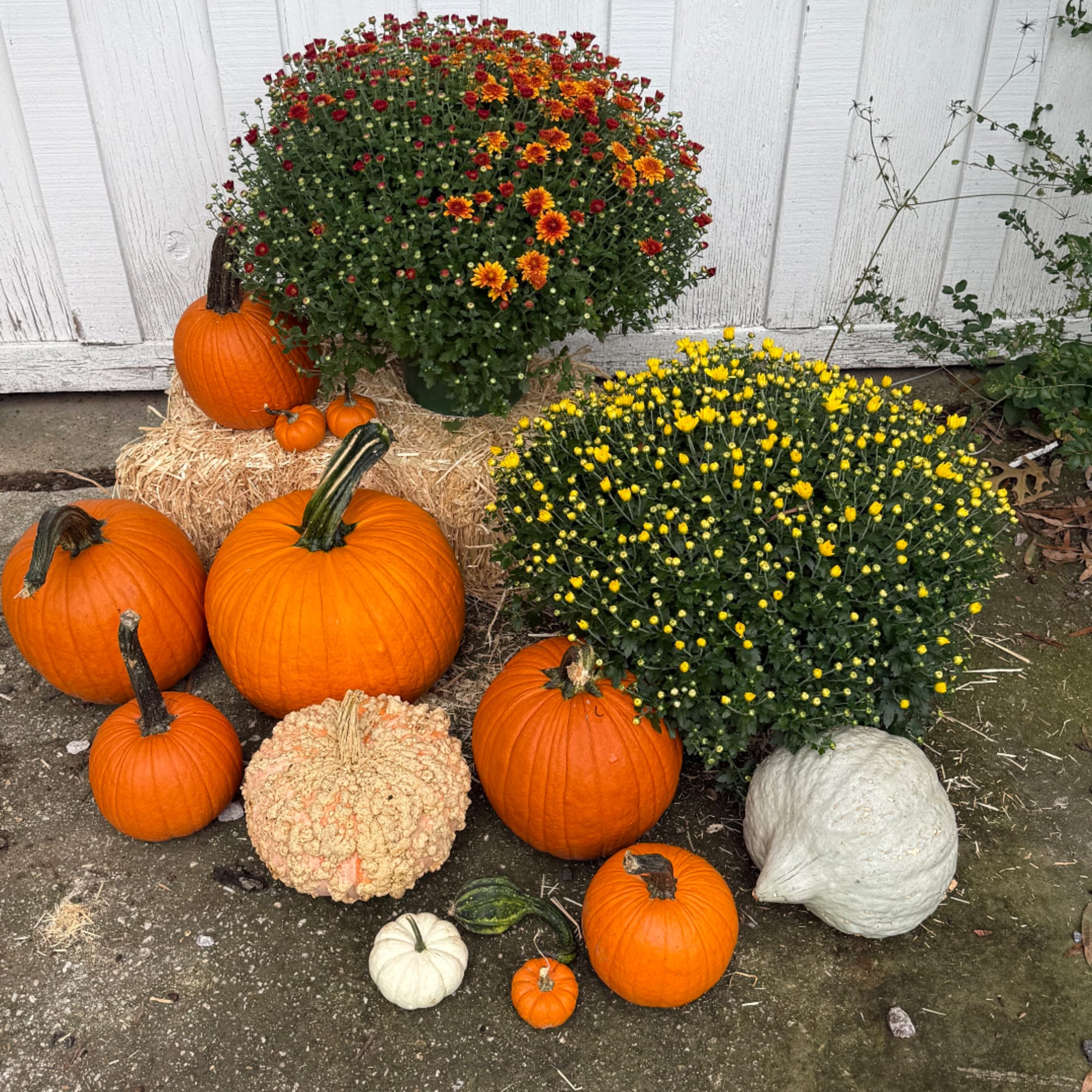 Potted mums with pumpkins and gourds arranged on hay bales