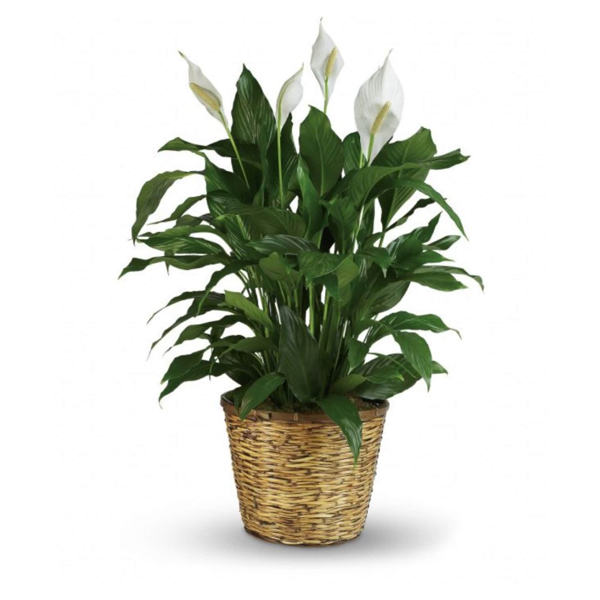 Potted peace lily with white blooms in a woven basket