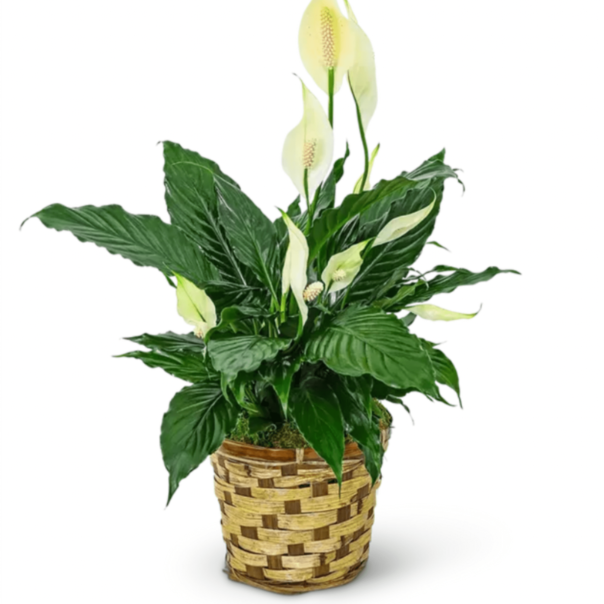 Potted peace lily with white blooms in a woven basket