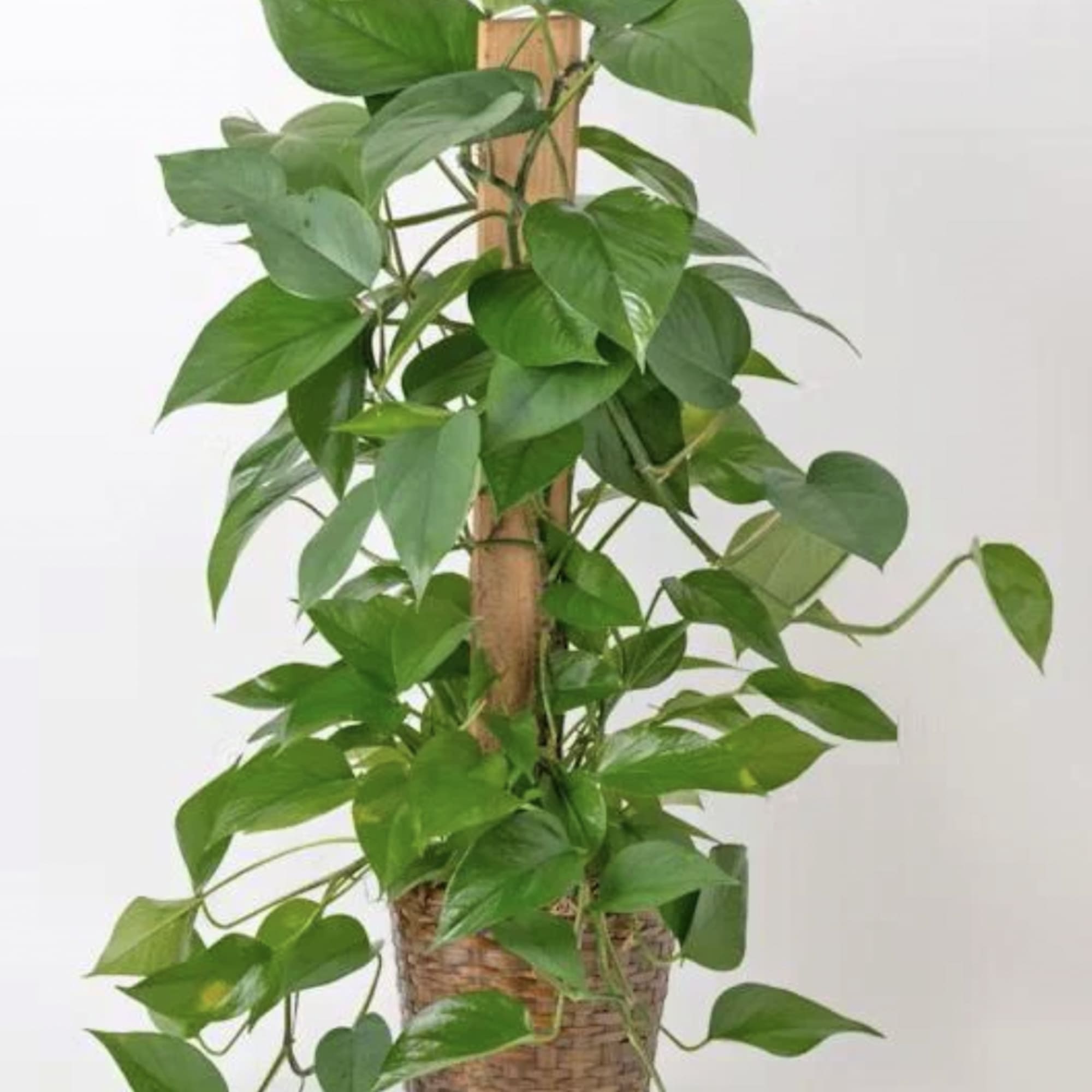 Potted trailing green houseplant in a woven basket with a support pole