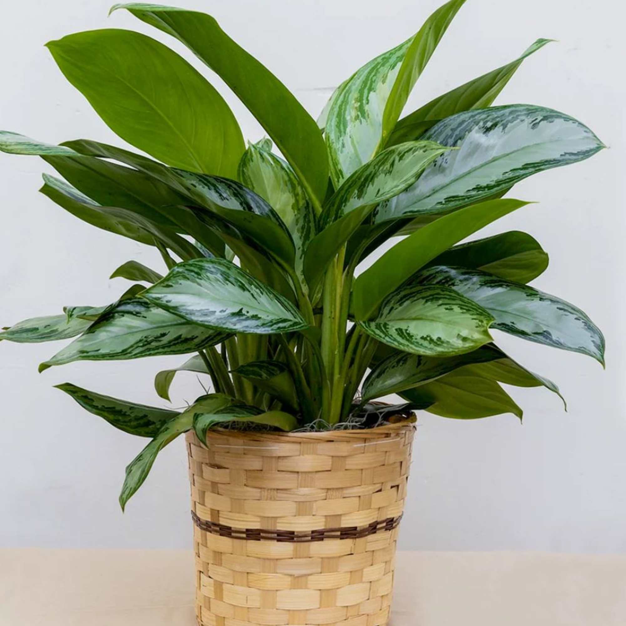 Potted green houseplant in a woven basket