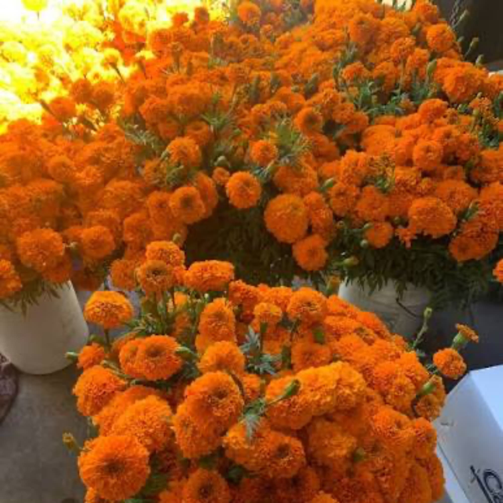 Buckets of bright orange marigolds arranged in rows