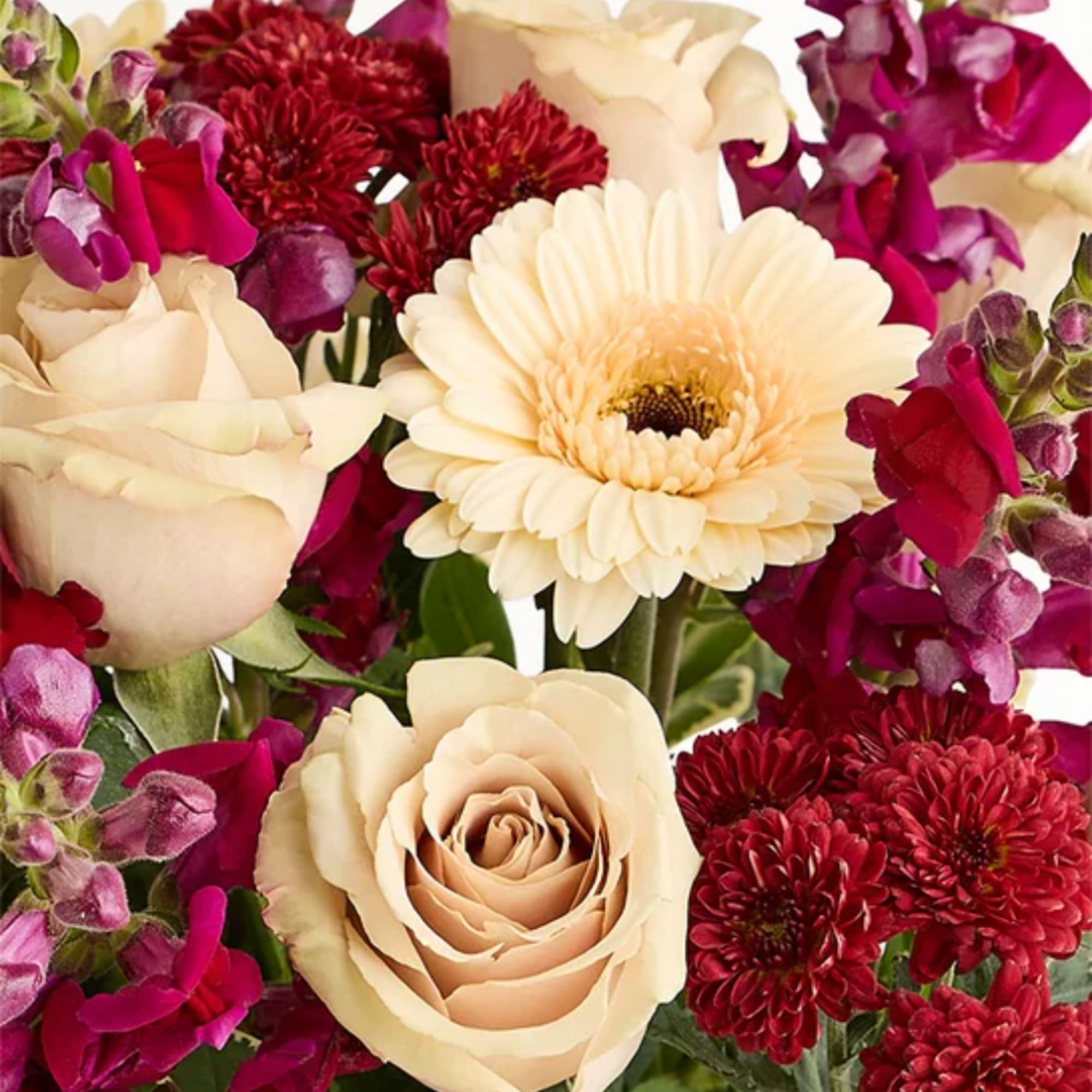 Bouquet of cream roses, white gerbera daisies, and red chrysanthemums