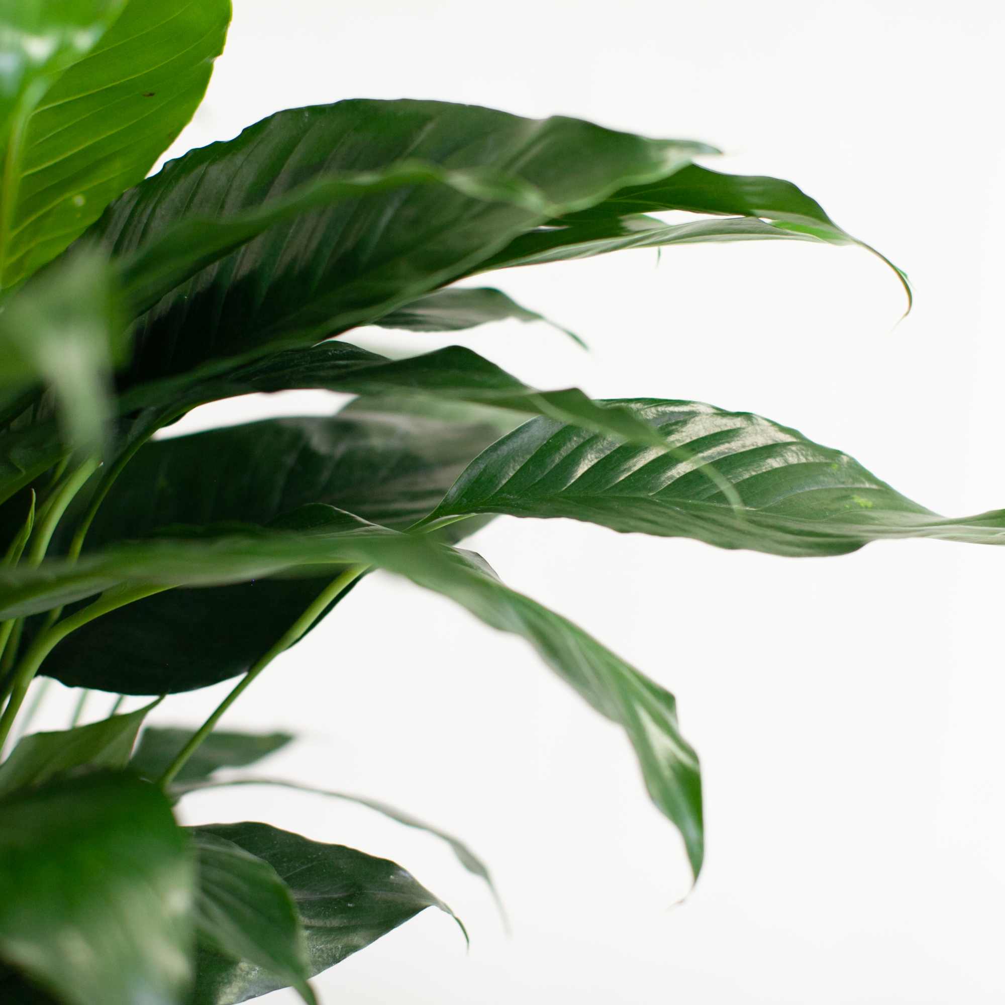 Close-up of a leafy green potted plant against a white background