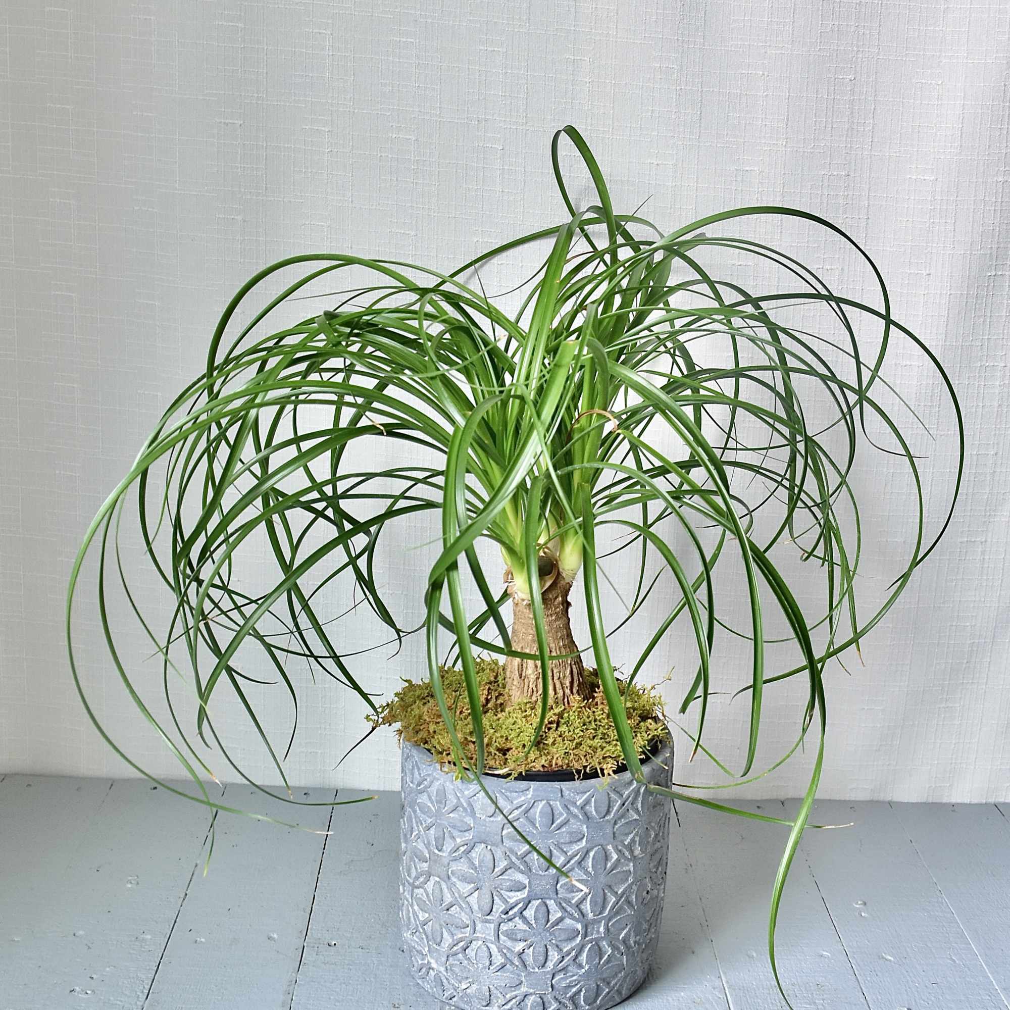 Potted ponytail palm in a textured silver container