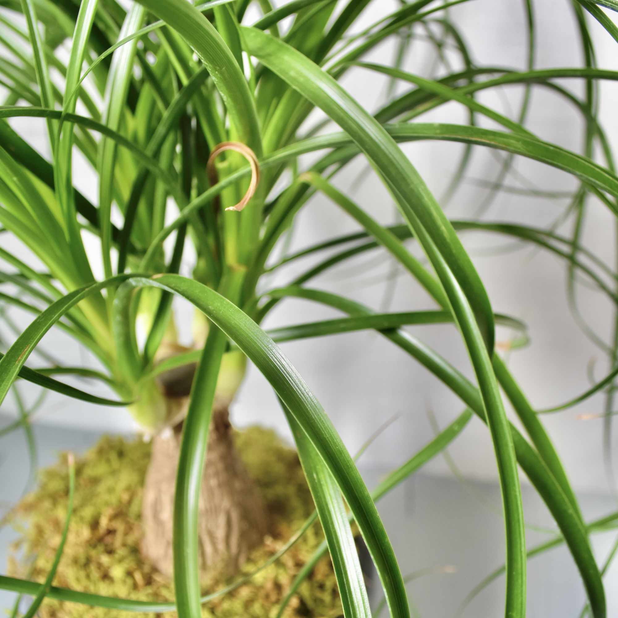 Potted green plant with long arching leaves