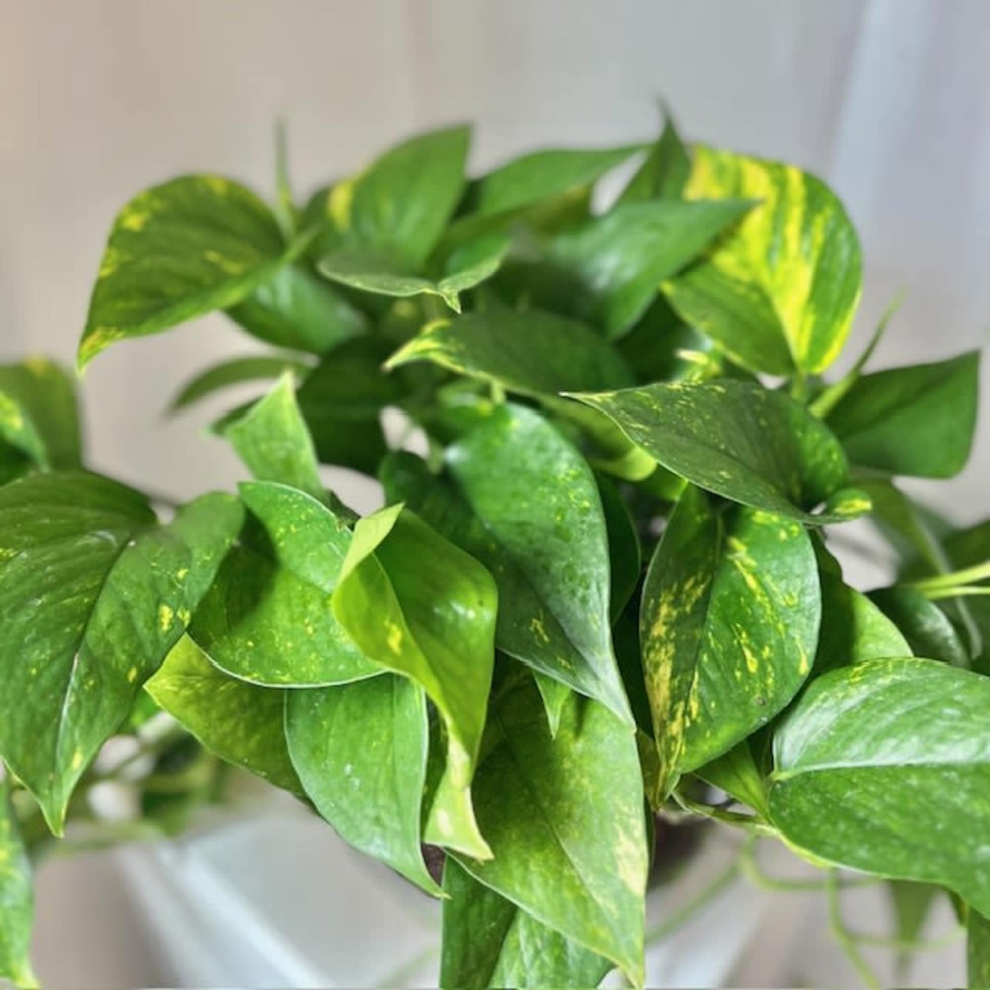 Close-up of a green pothos plant with variegated leaves