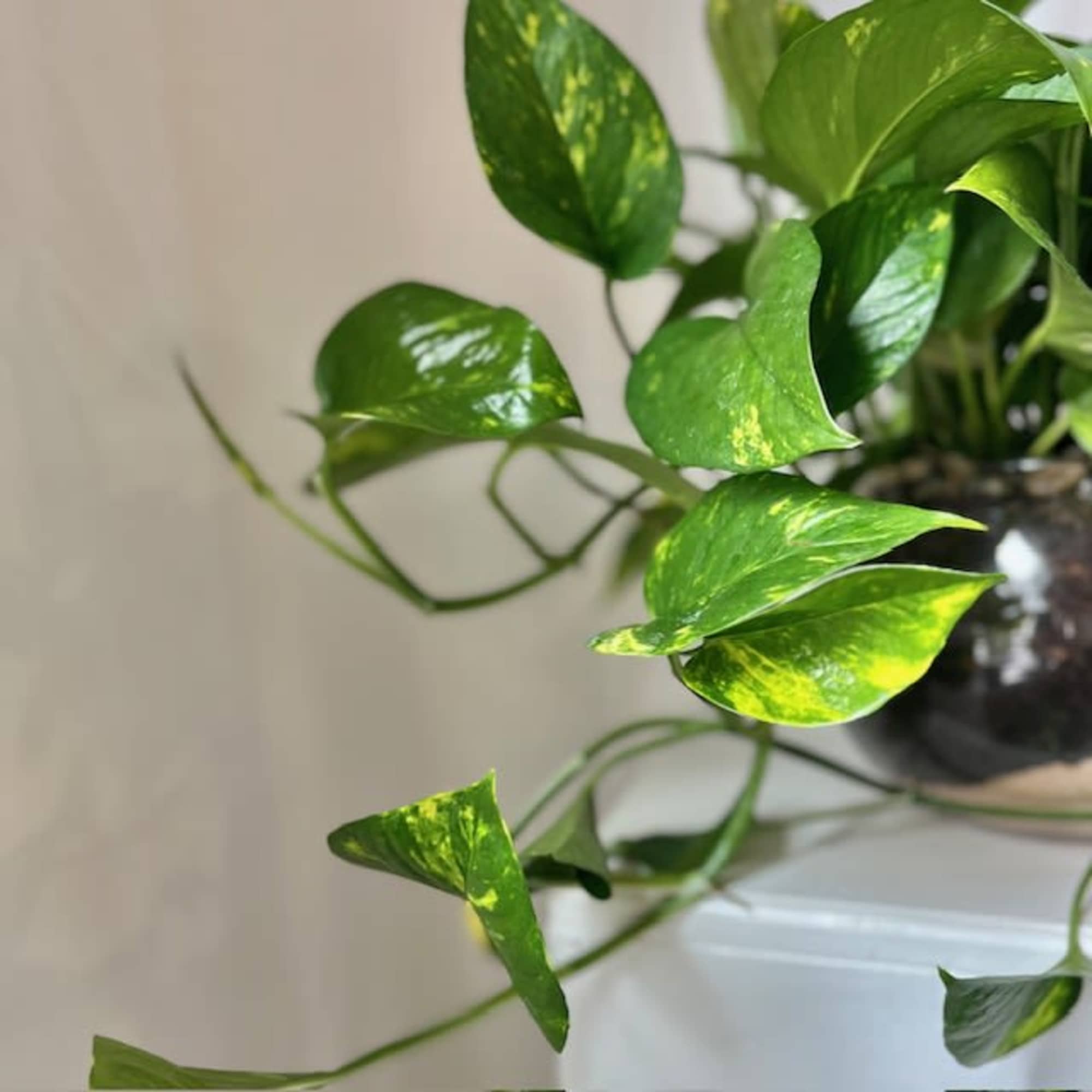 Potted pothos plant with glossy green variegated leaves
