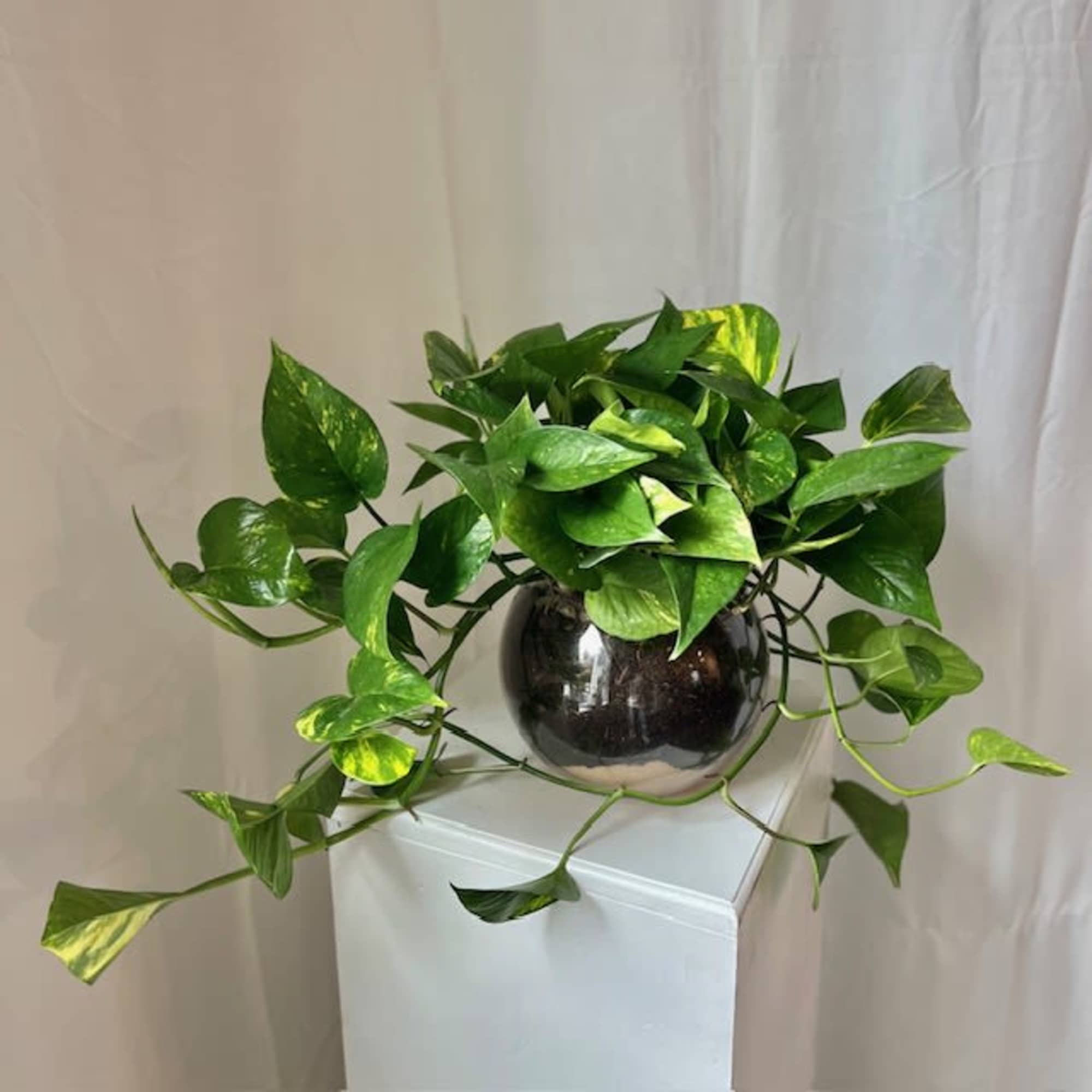 Potted pothos plant in a dark round vase