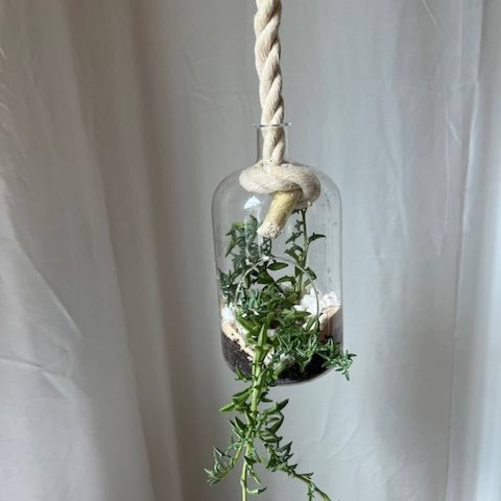 Hanging glass planter with trailing green plant