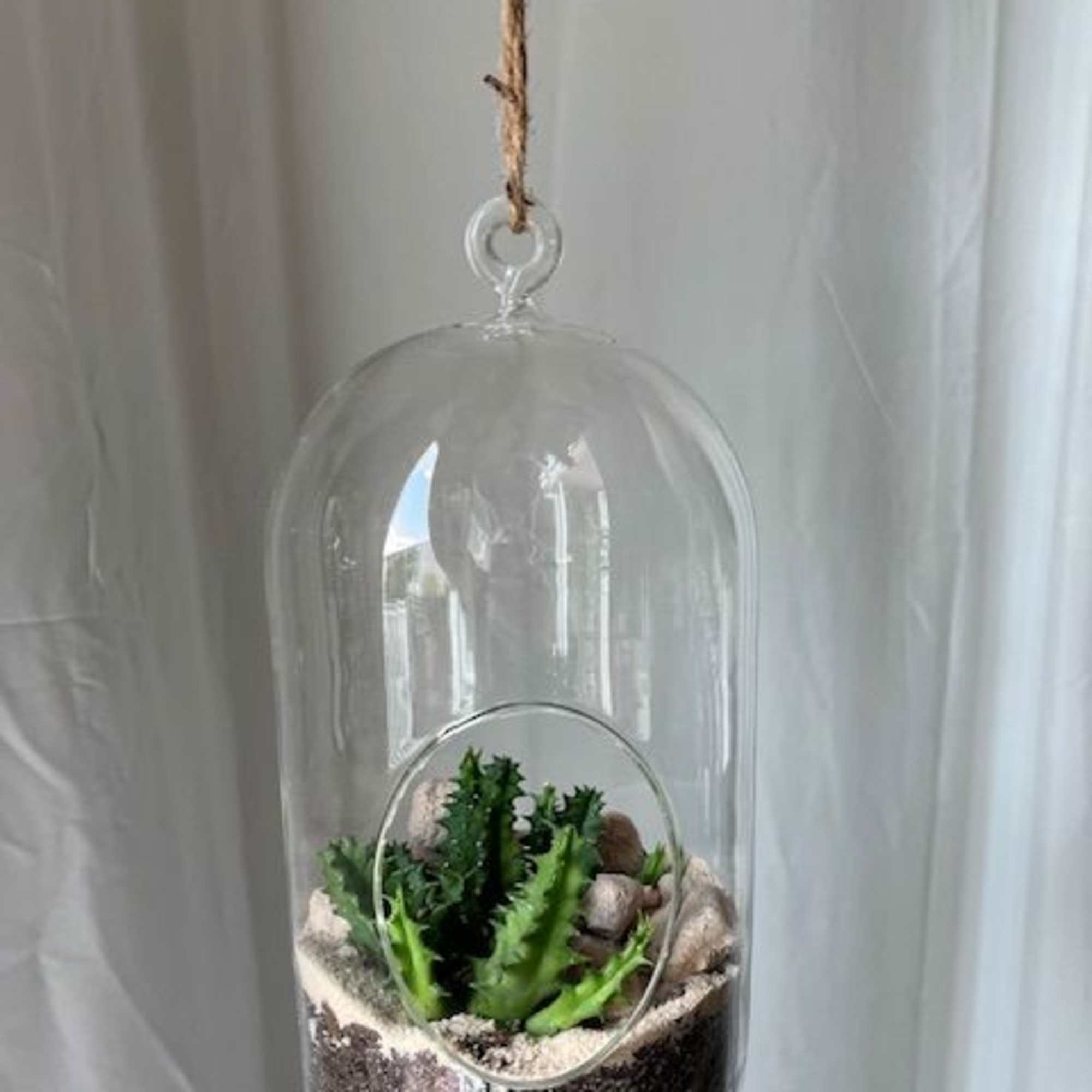 Hanging glass terrarium with small succulents and soil