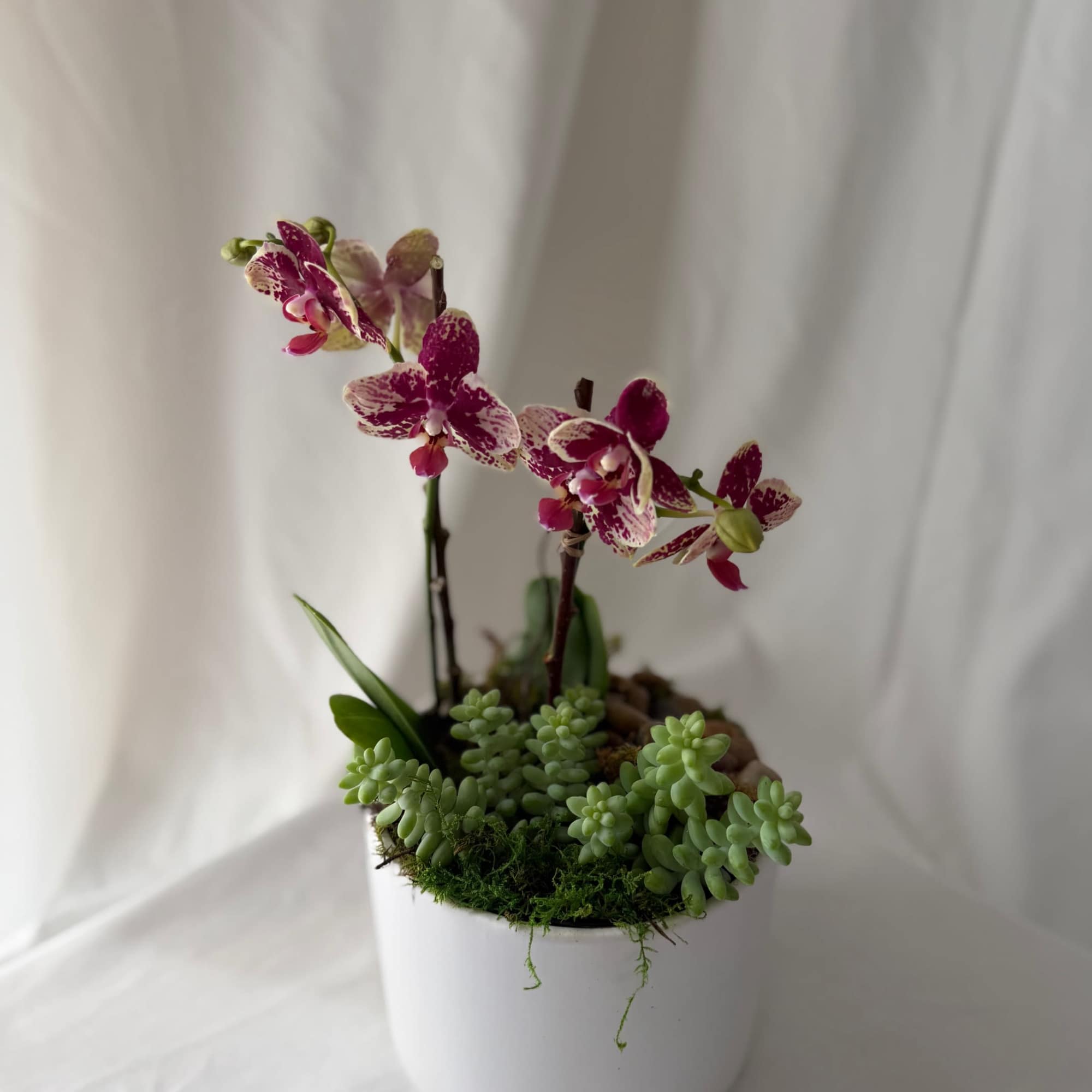 1 mini orchid and 1 succulent in a ceramic 6"x6" container. A