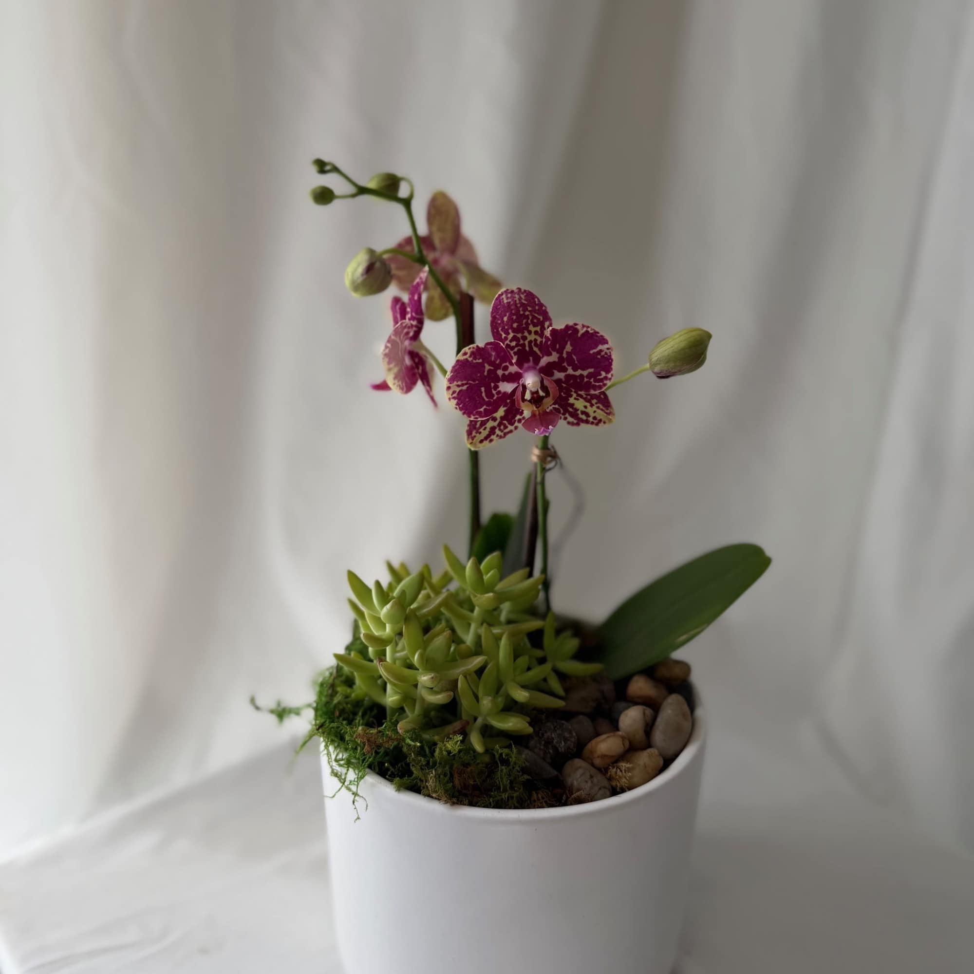 1 mini orchid and 1 succulent in a ceramic 6"x6" container. A, photo 2 of 3