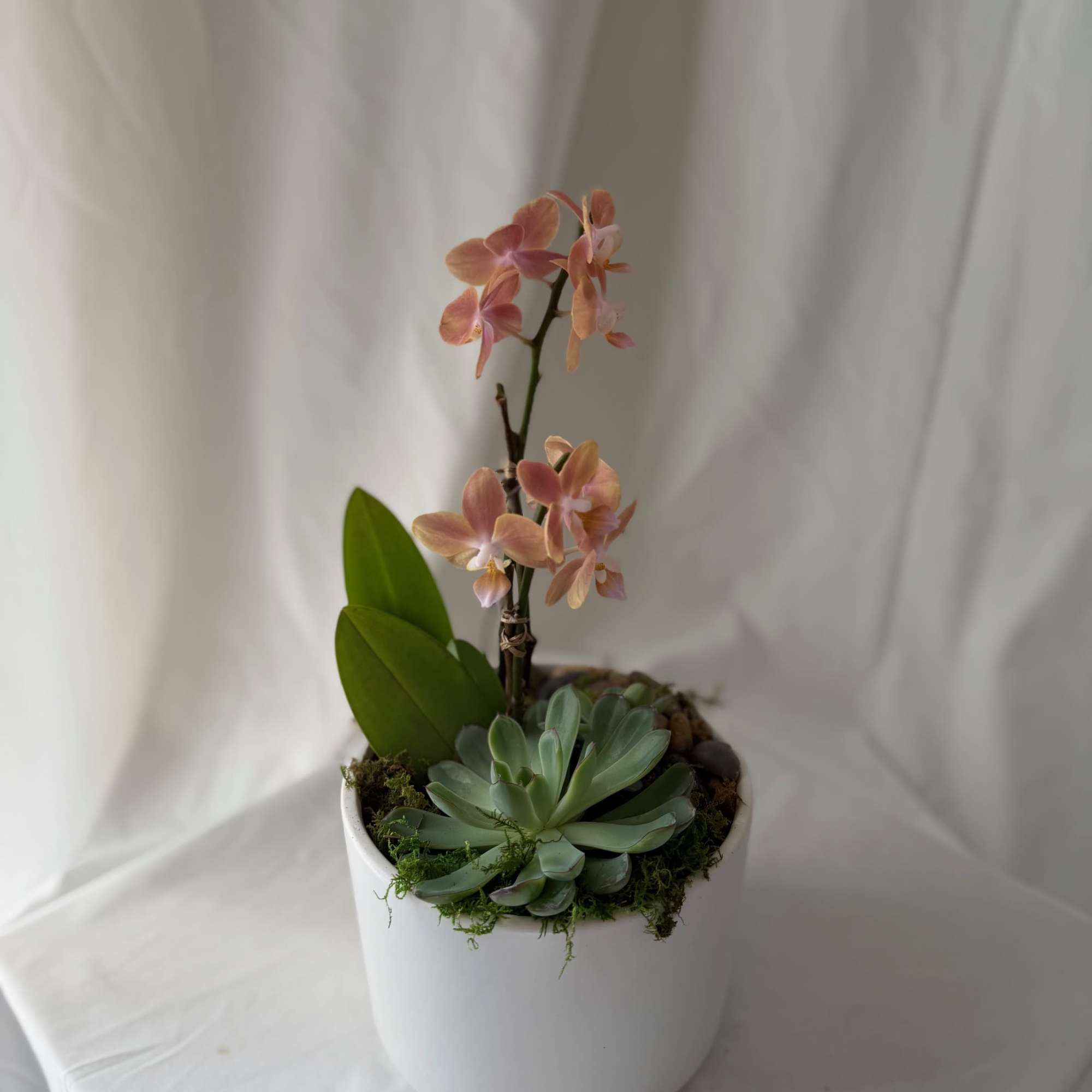 1 mini orchid and 1 succulent in a ceramic 6"x6" container. A, photo 3 of 3