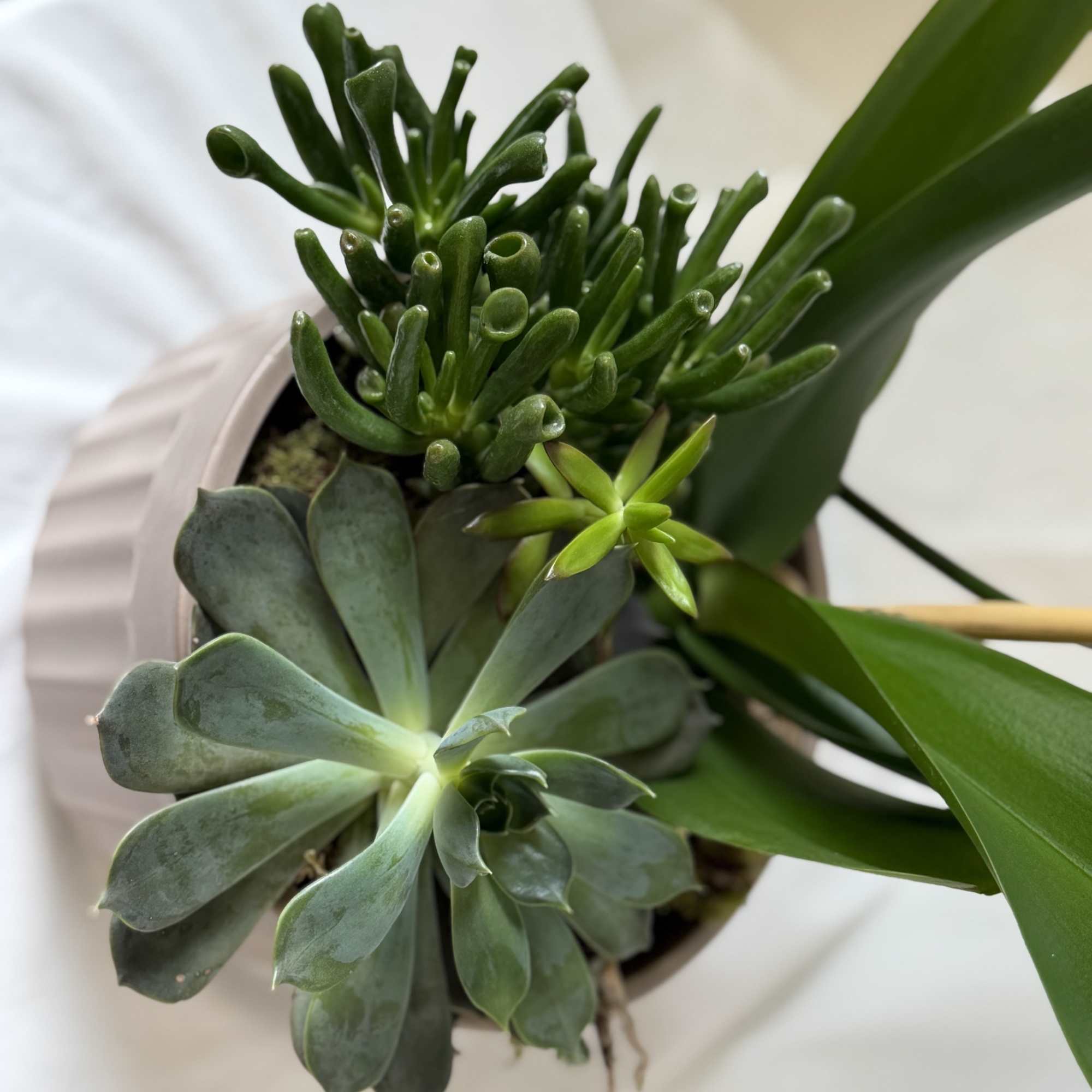 Small potted succulent arrangement with green rosettes and upright leaves
