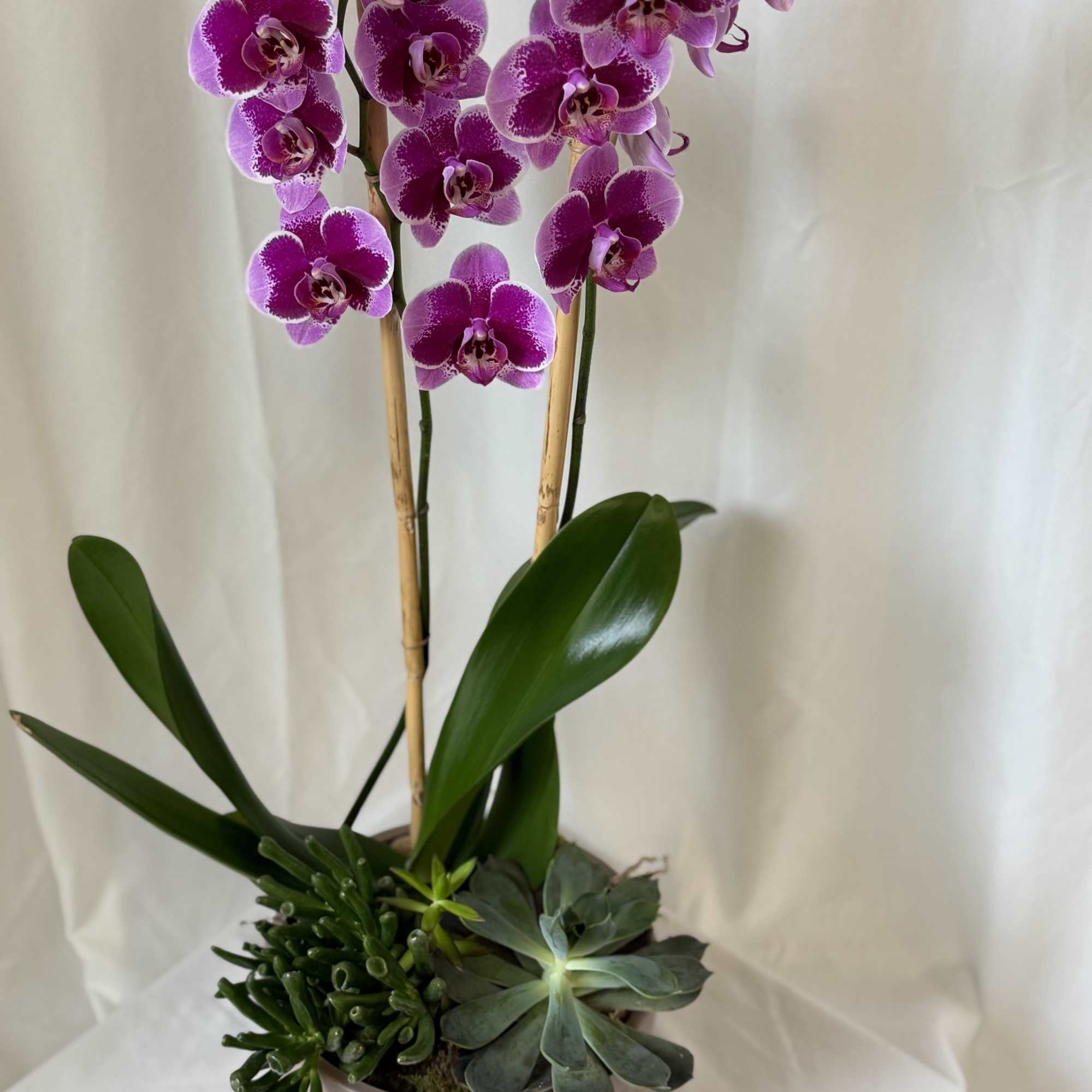 Potted purple orchids with succulents in a ribbed planter