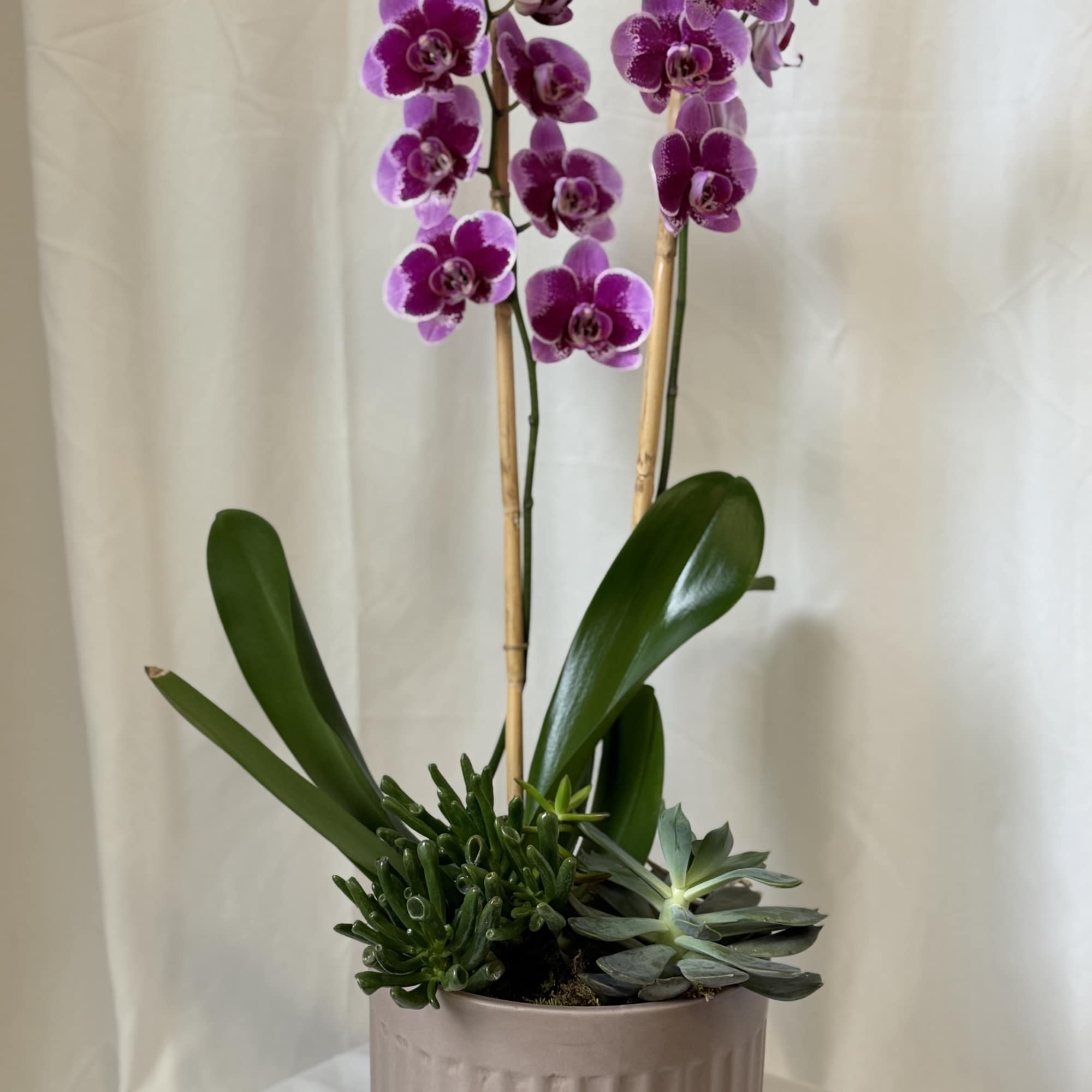 Potted purple orchids with succulents in a ribbed ceramic planter