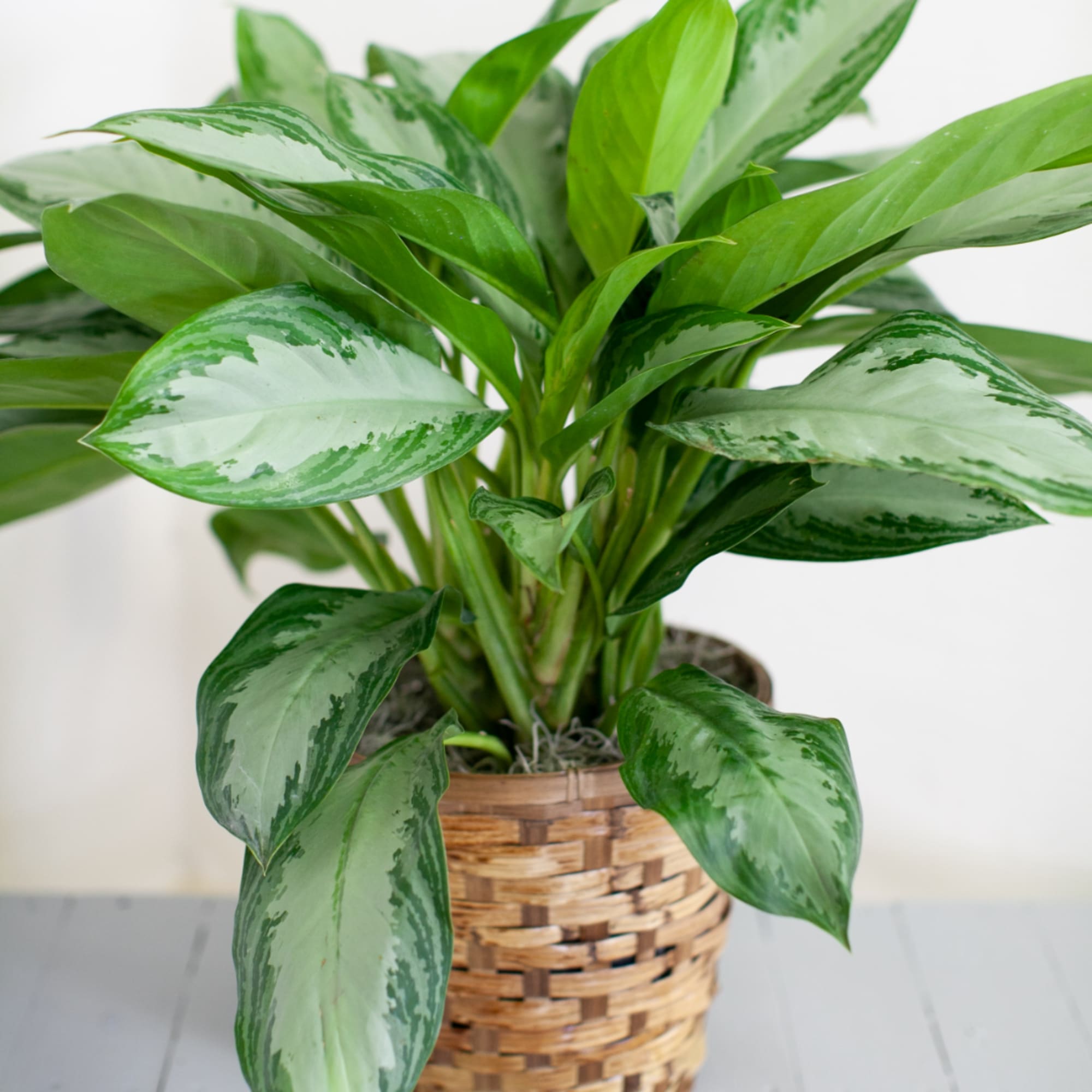 Potted green houseplant with variegated leaves in a woven basket