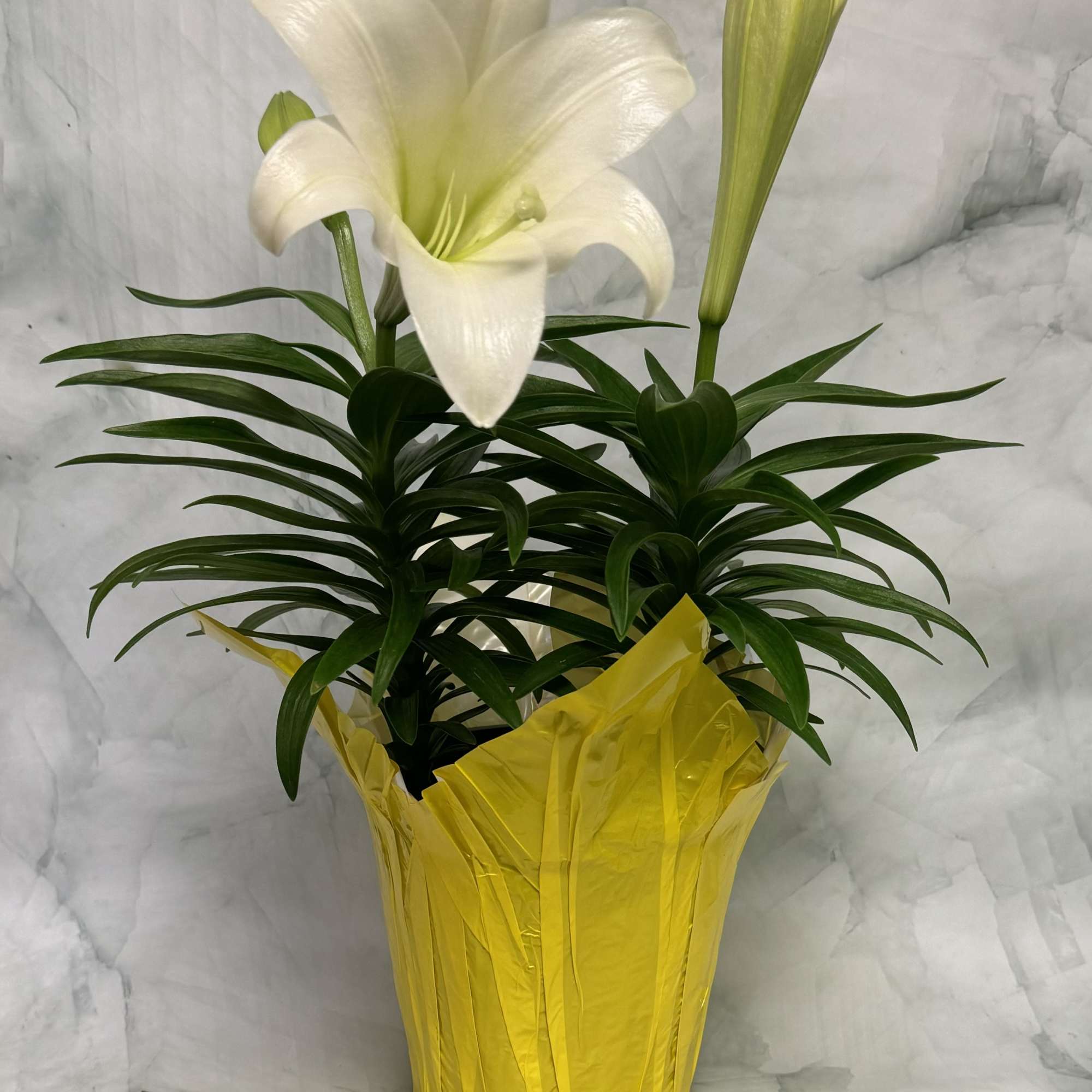 The perfect plant for Easter. Celebrate this wonderful time of year with