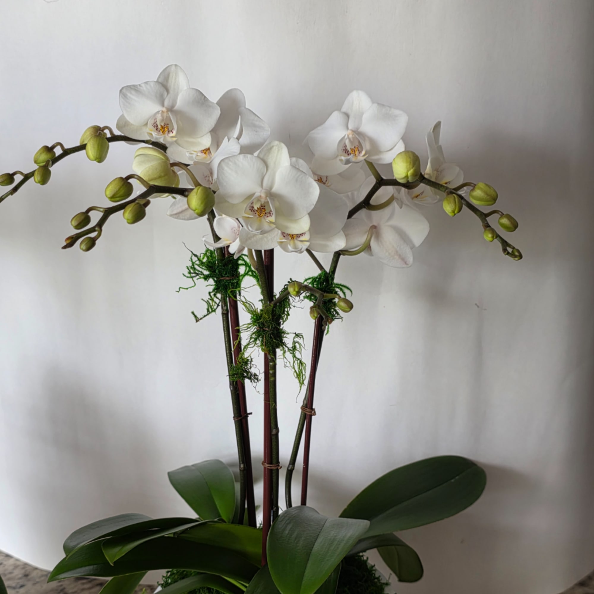 White orchid plant with arching blooms in a pot