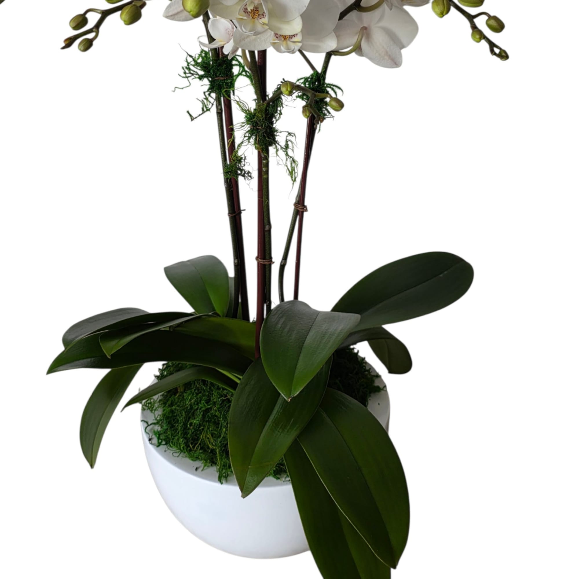 White orchid plant in a white pot with dark green leaves