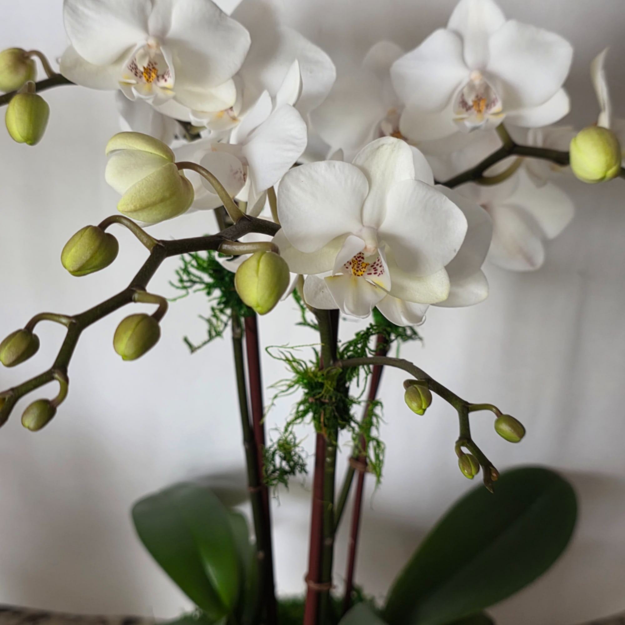 White orchid blooms with green buds in a pot