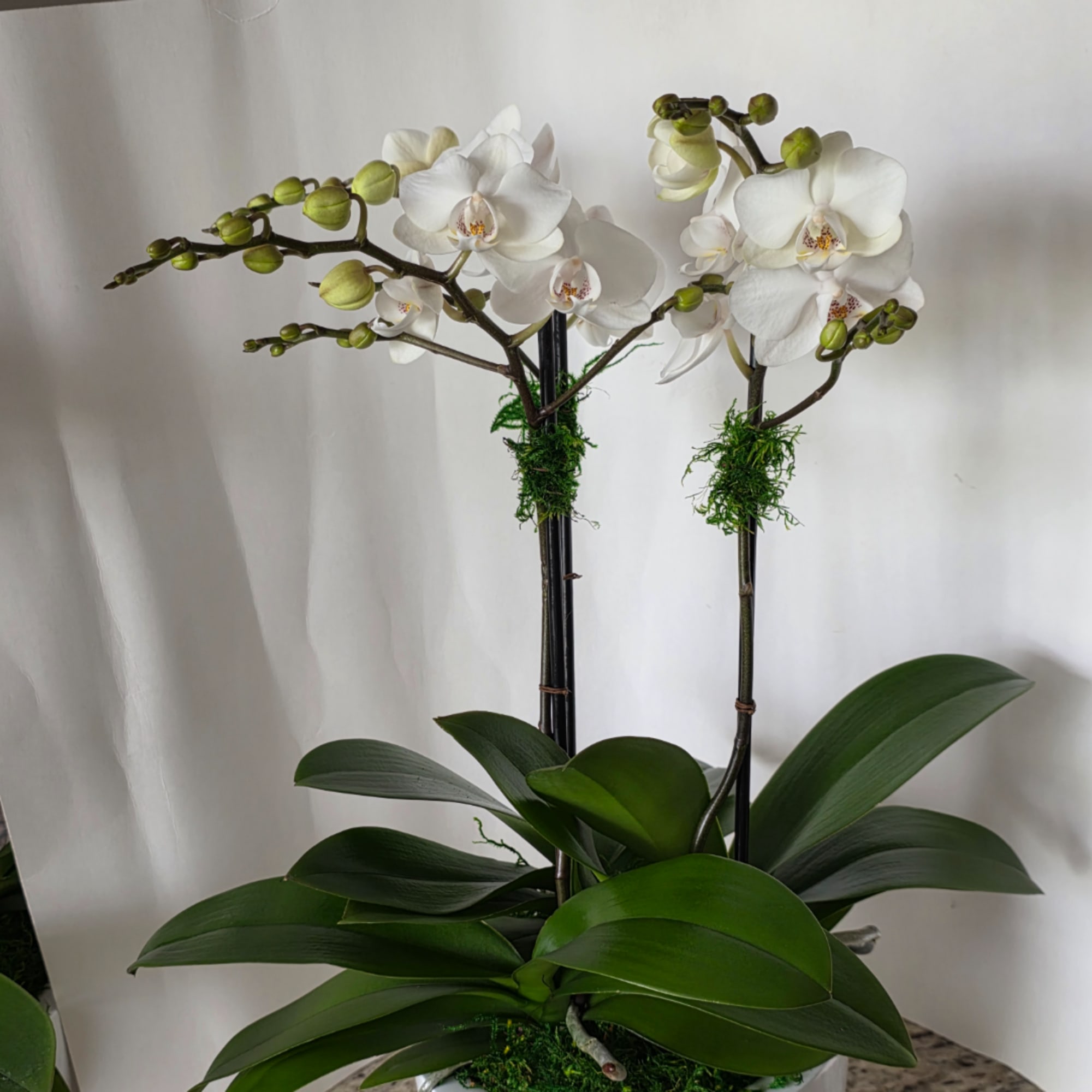 White orchids in a low planter with broad dark green leaves