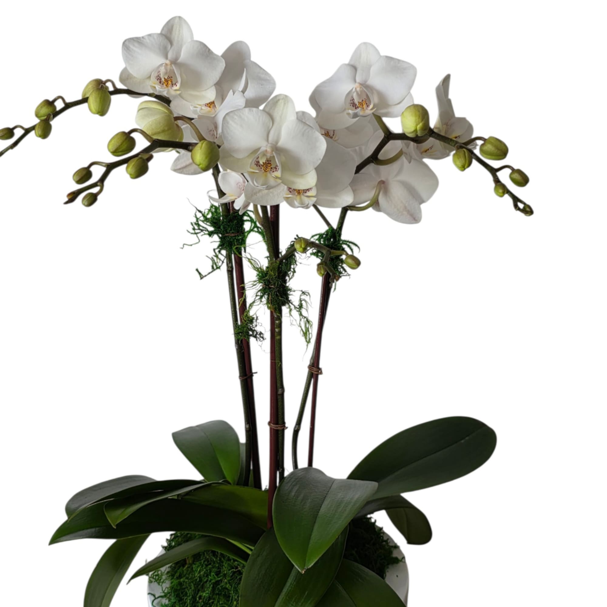 White orchid plant with arching blooms in a pot