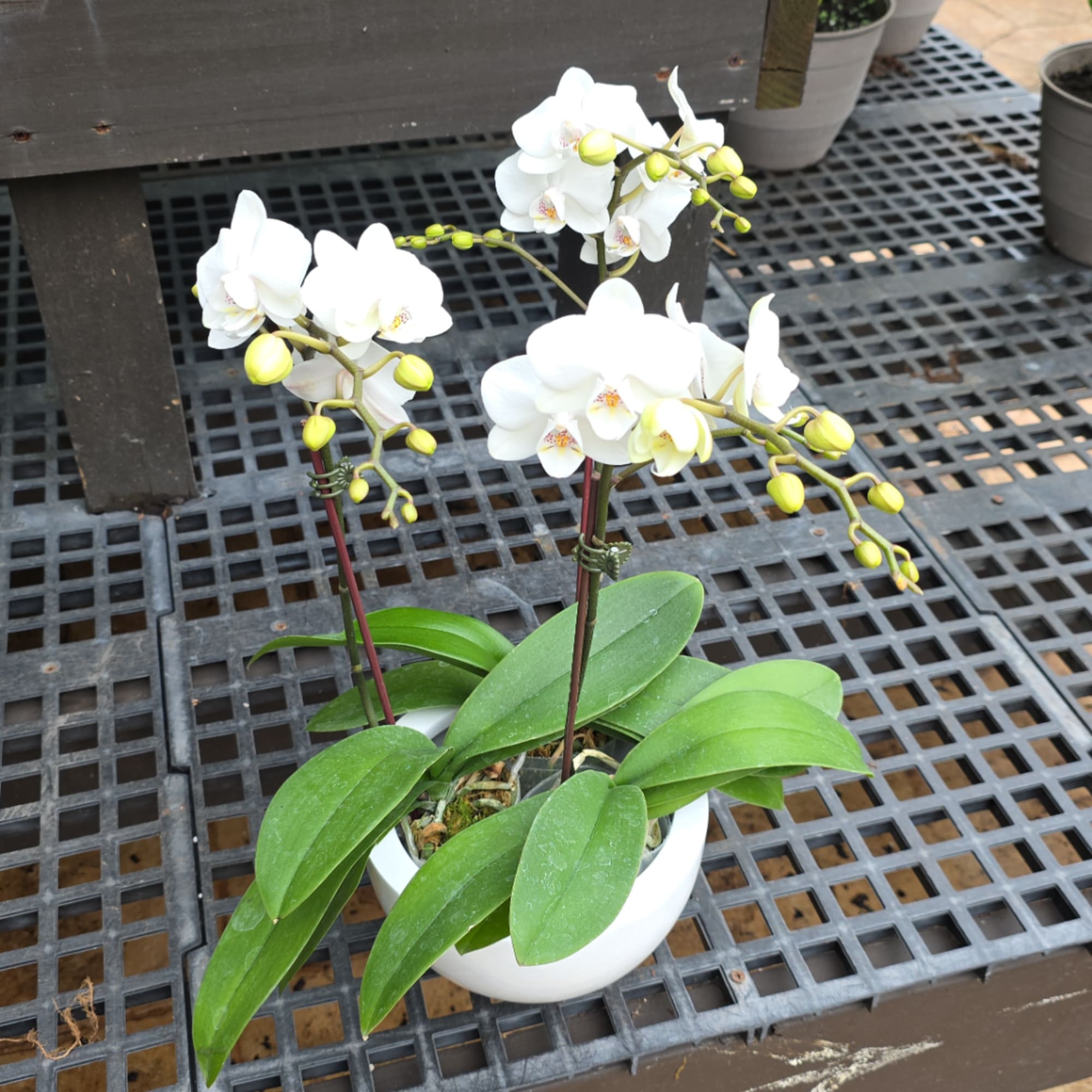 White orchid plant in a white pot with several blooms and green leaves