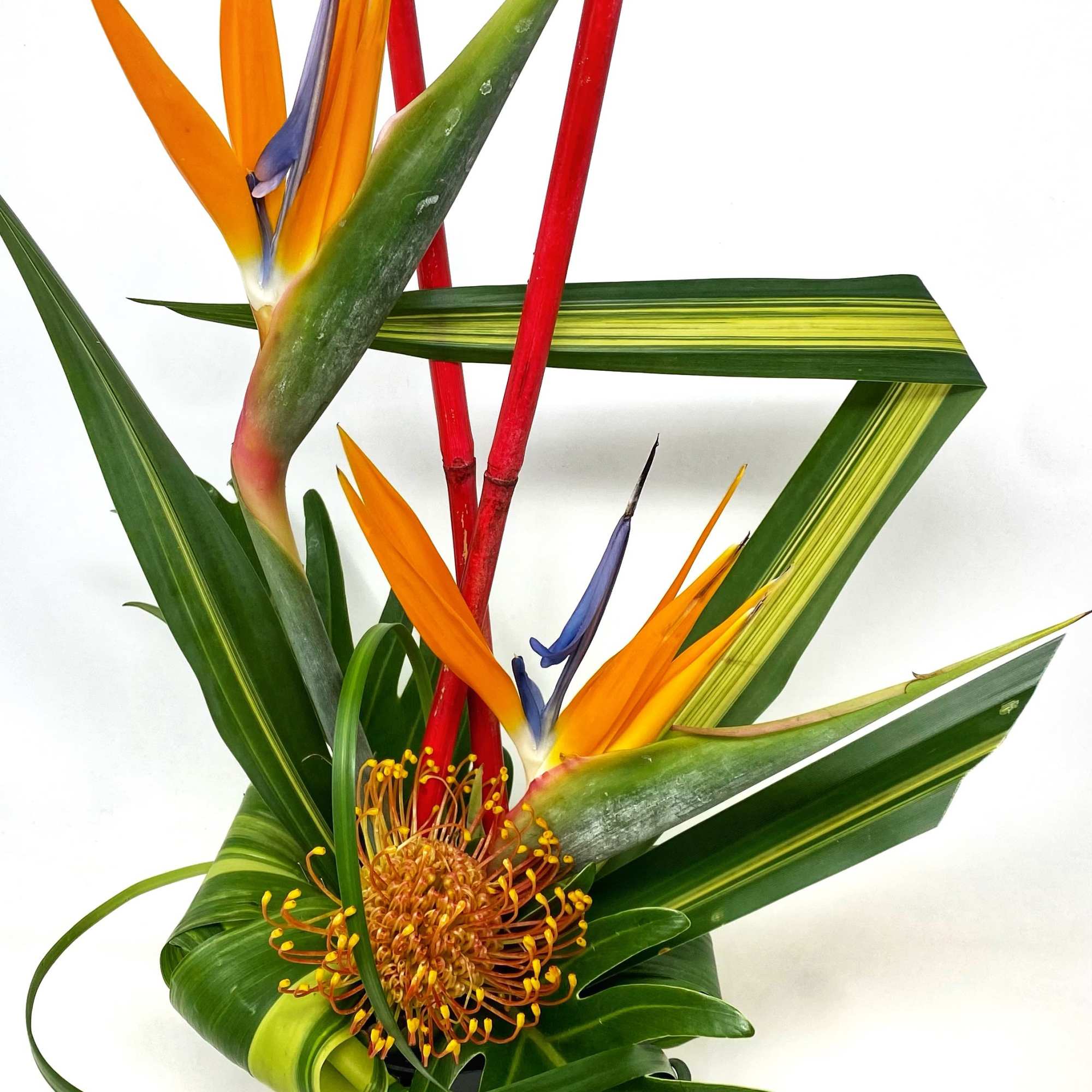 Tropical floral arrangement with bird of paradise in a black pot