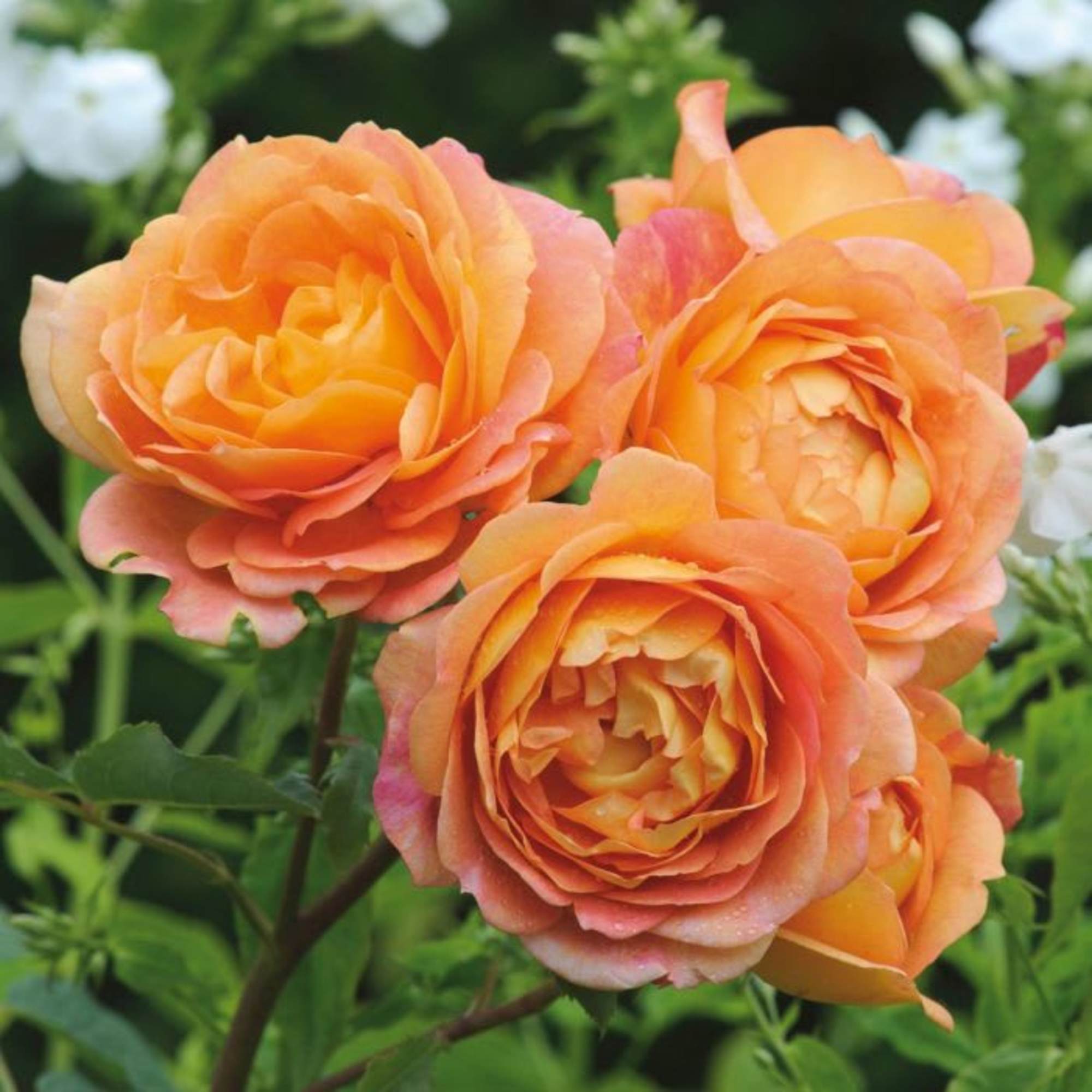 ENGLISH ROSES
David Austin has spent the last sixty years developing his award-winning