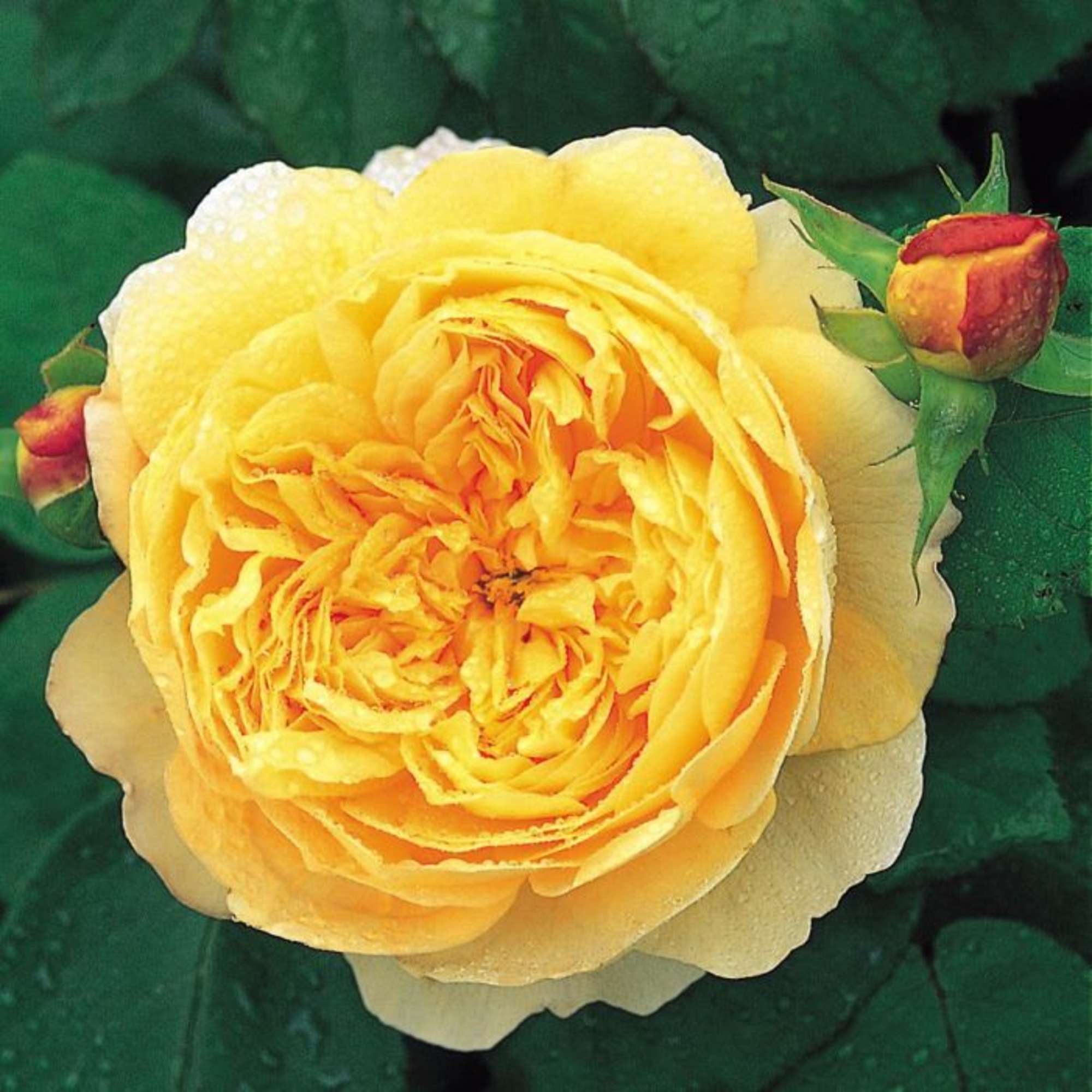 ENGLISH ROSES
David Austin has spent the last sixty years developing his award-winning, photo 2 of 2
