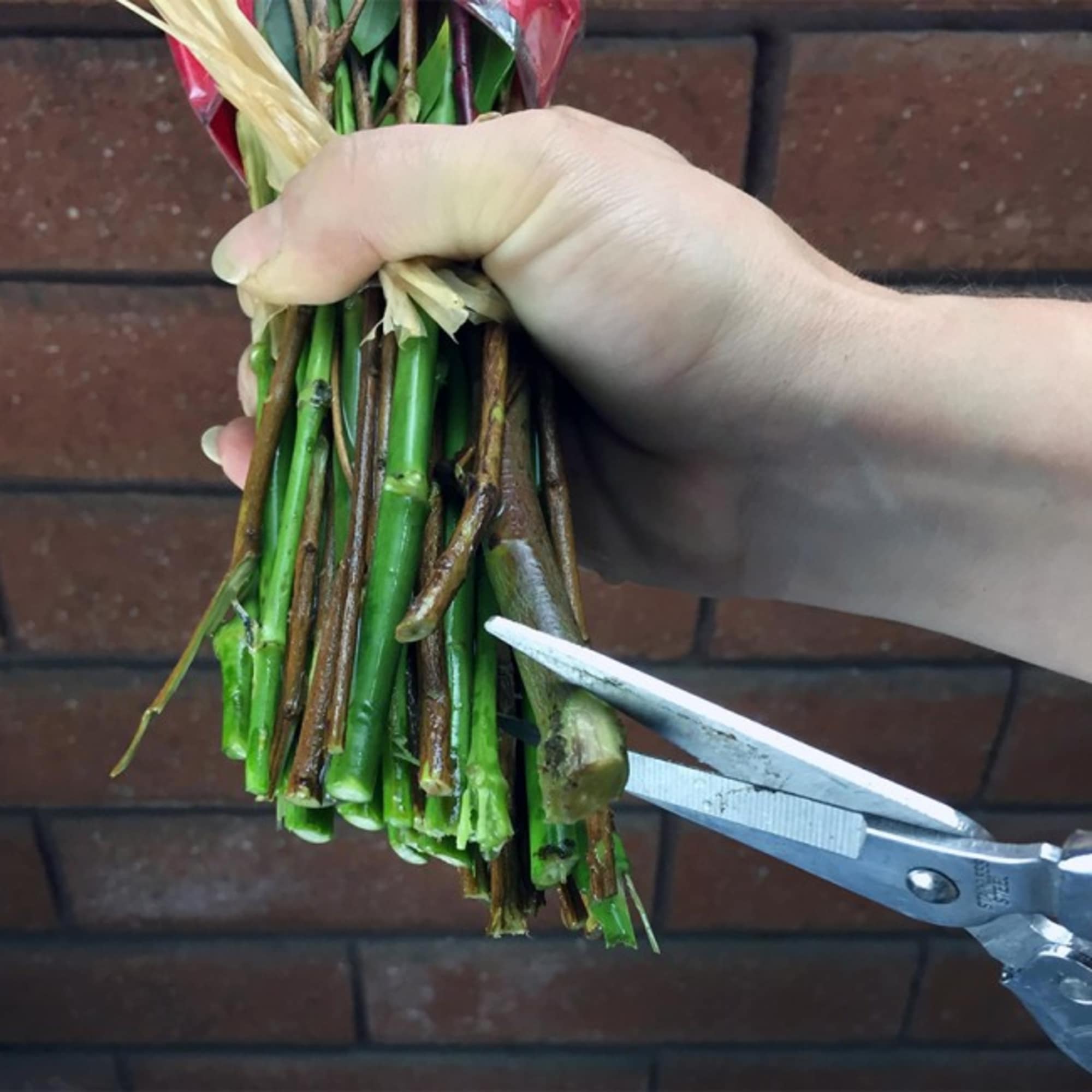 Hand holding a bundle of cut flower stems being trimmed with scissors