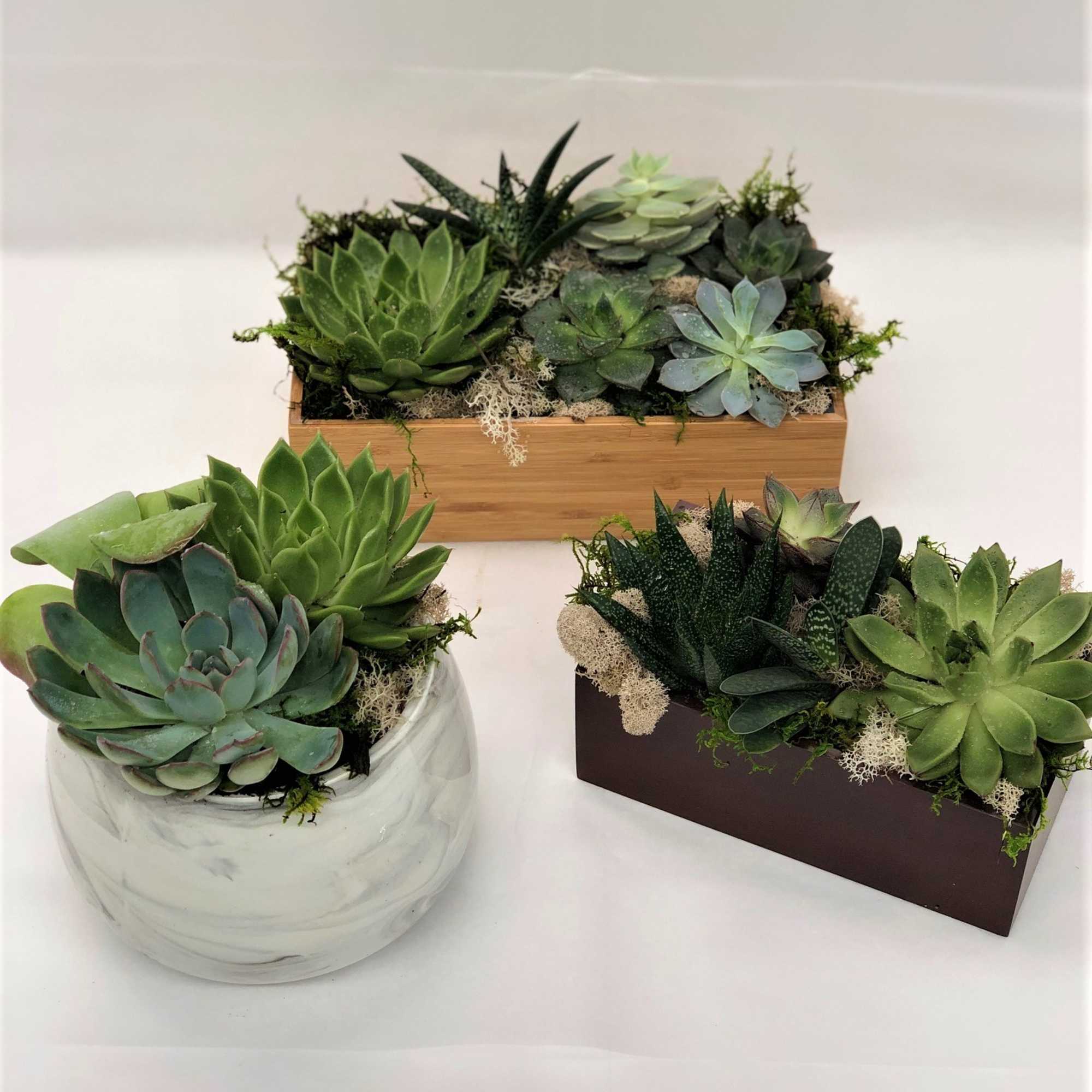 Three succulent arrangements in ceramic and wooden containers
